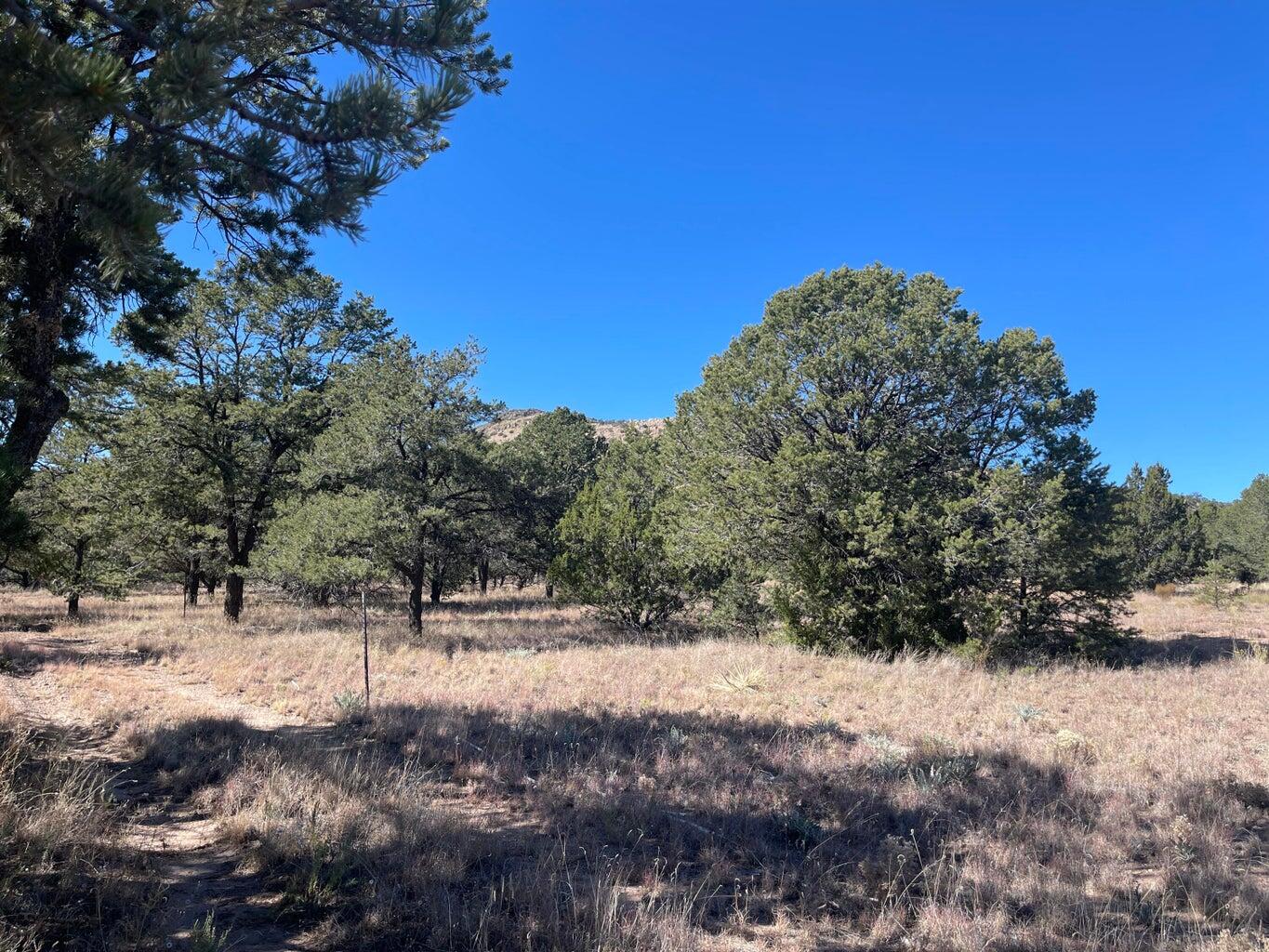 111 HOMESTEAD Trail