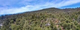 Pinon Trail