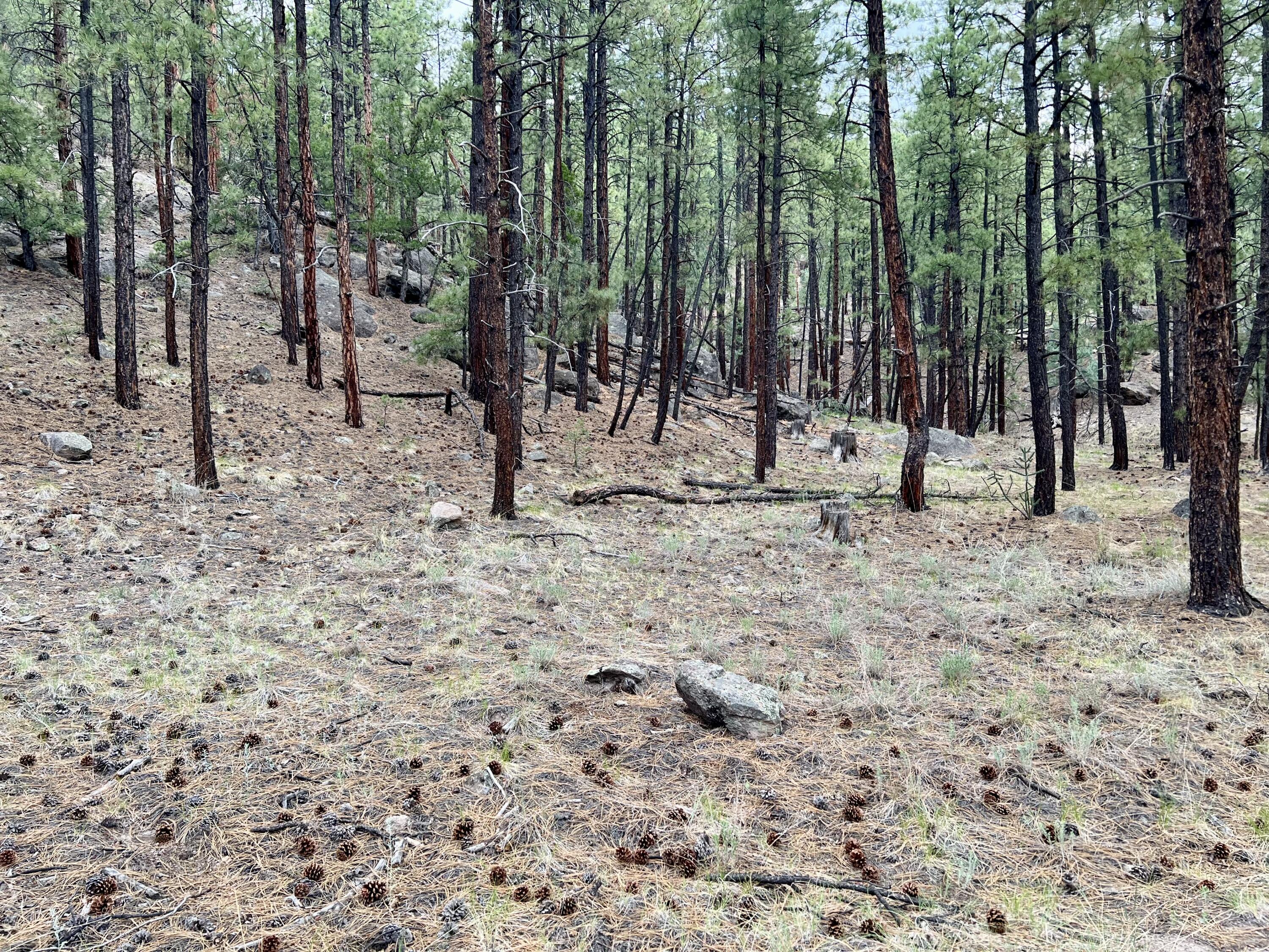 Lot 36 Spruce Loop