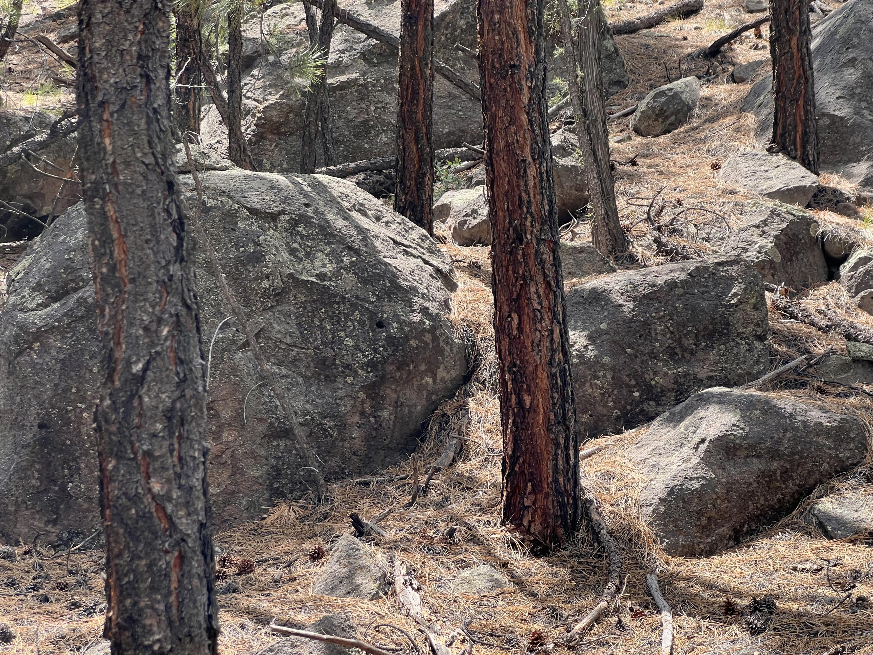 Lot 36 Spruce Loop