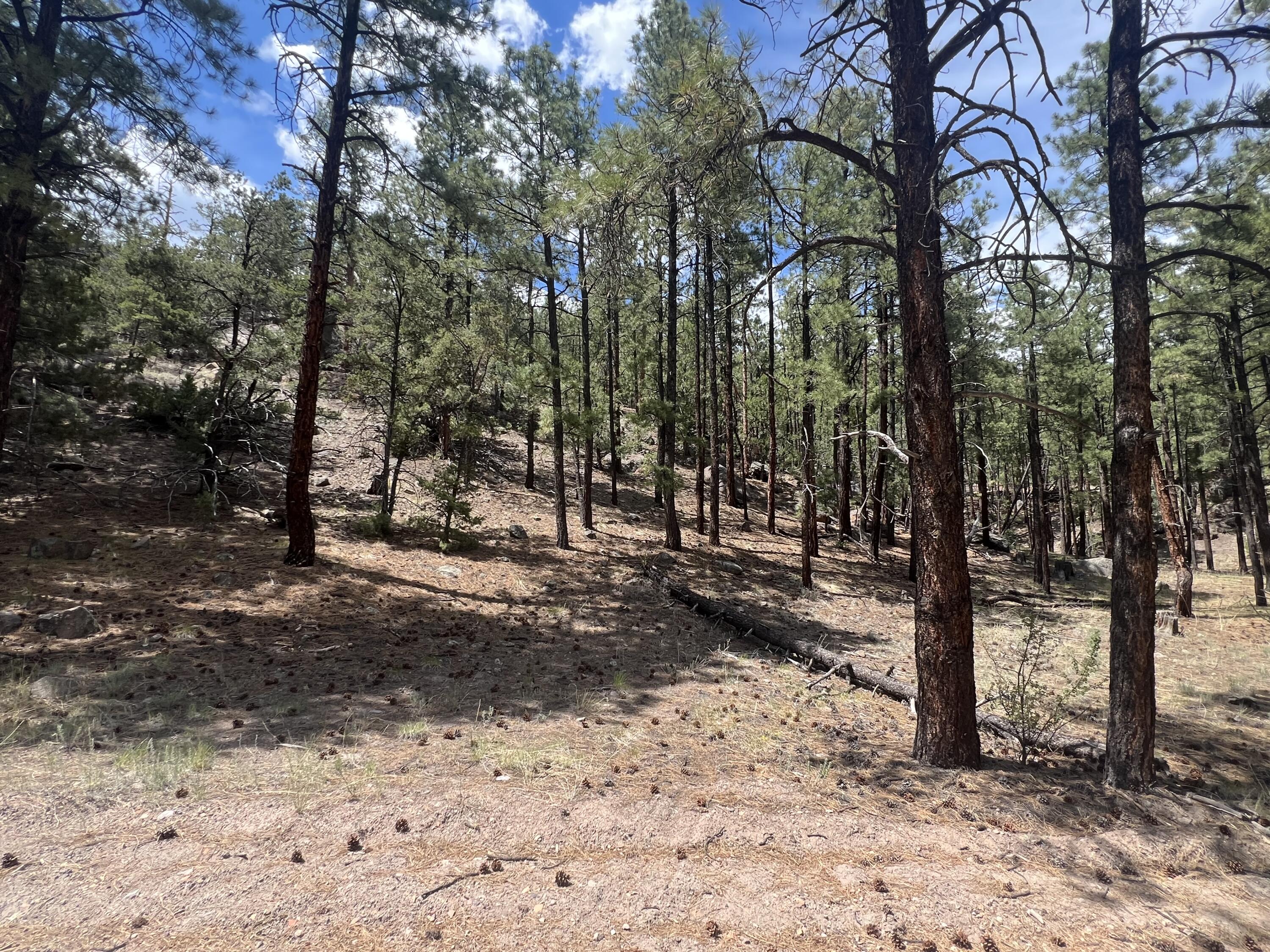 Lot 36 Spruce Loop