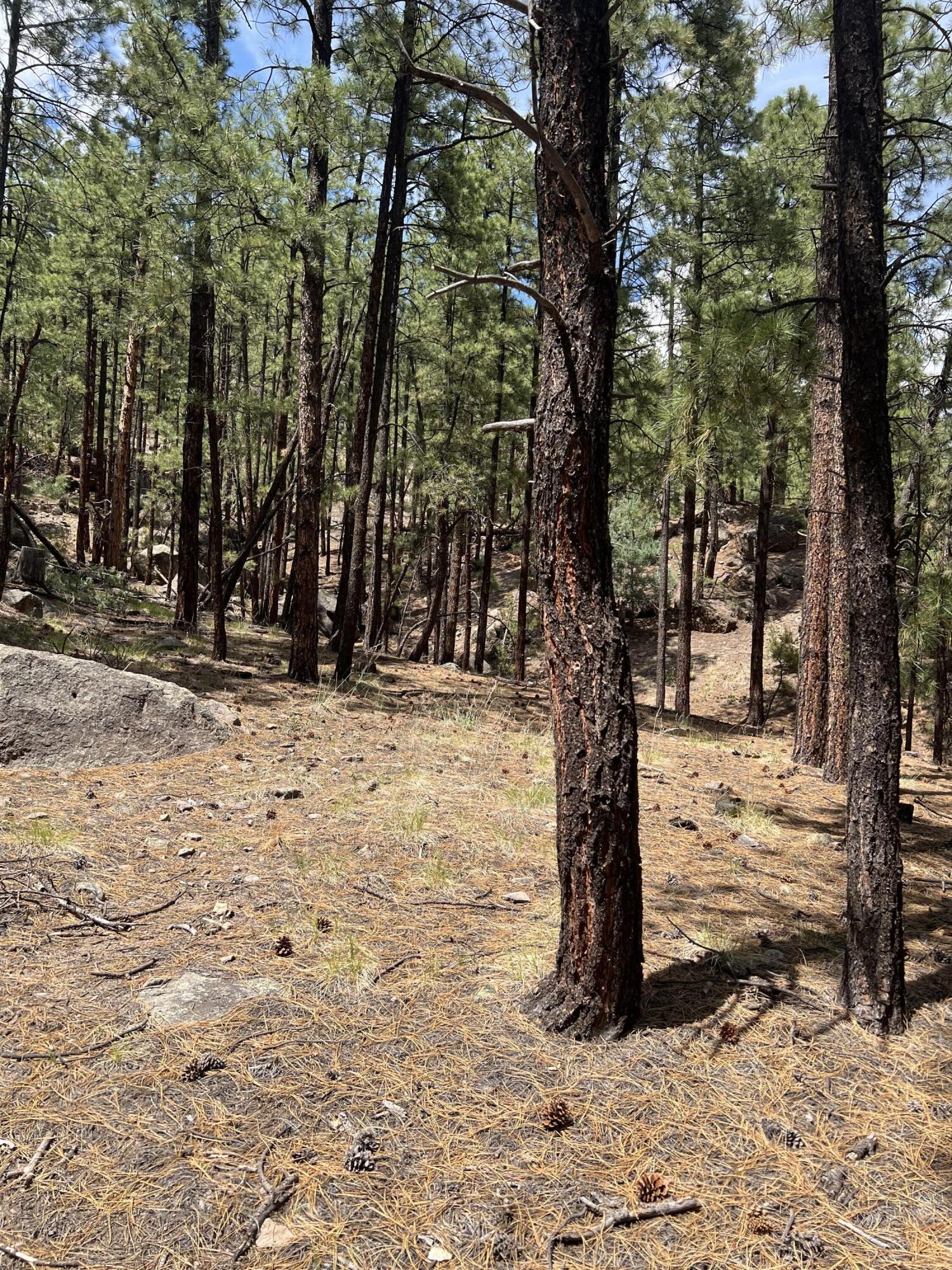 Lot 36 Spruce Loop