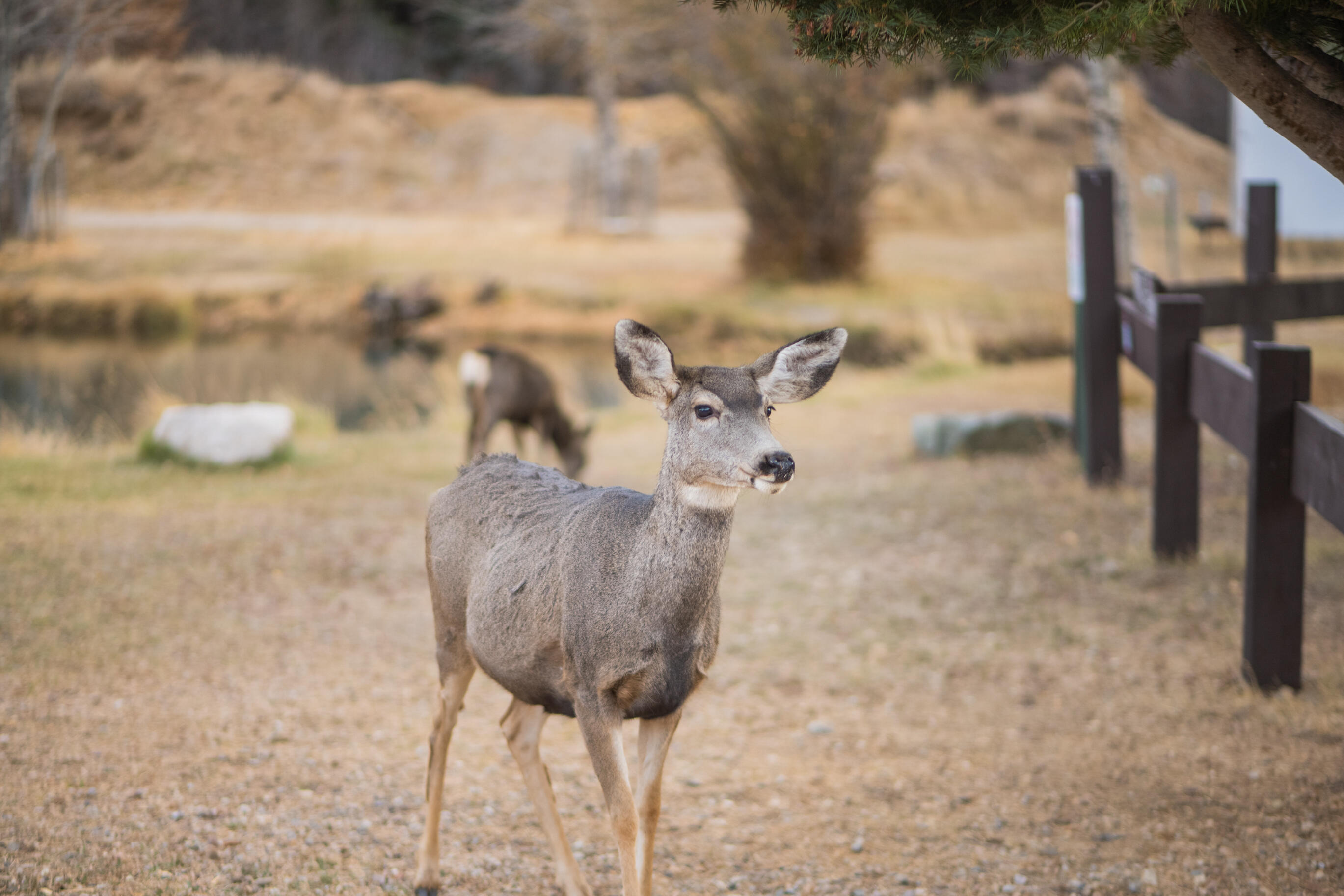610 Claim Jumper Street