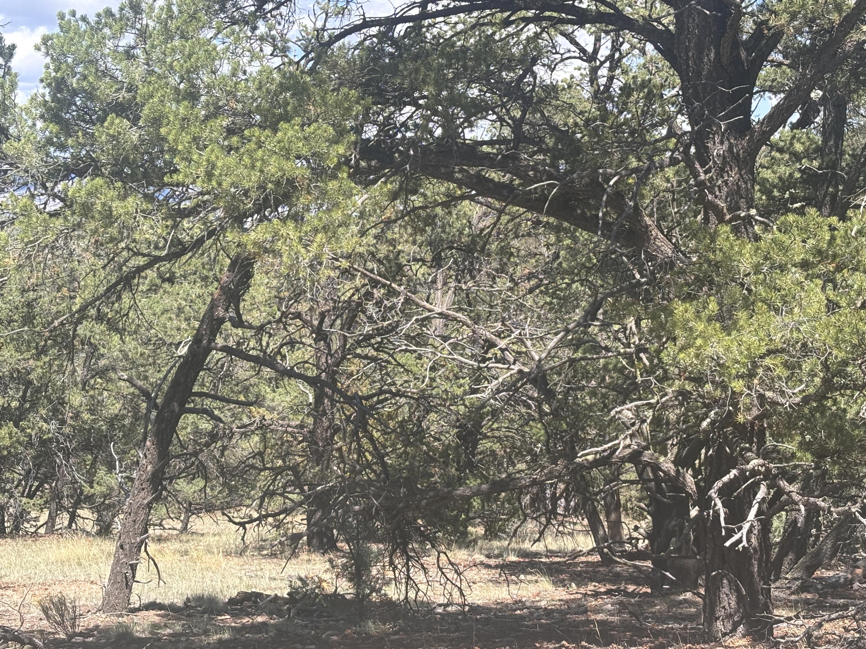 Lot 23 Tee Pee Ranch