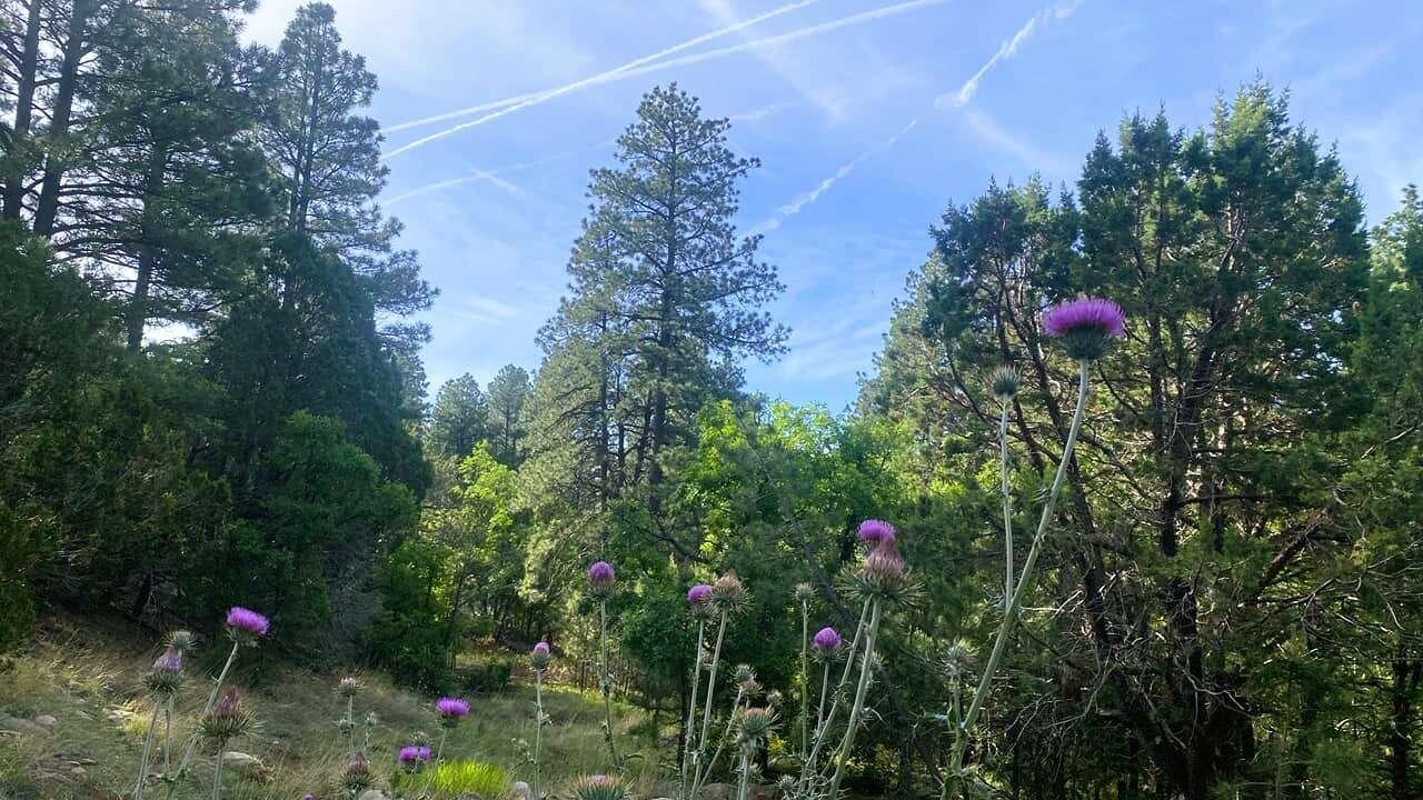 256 Red Canyon Road