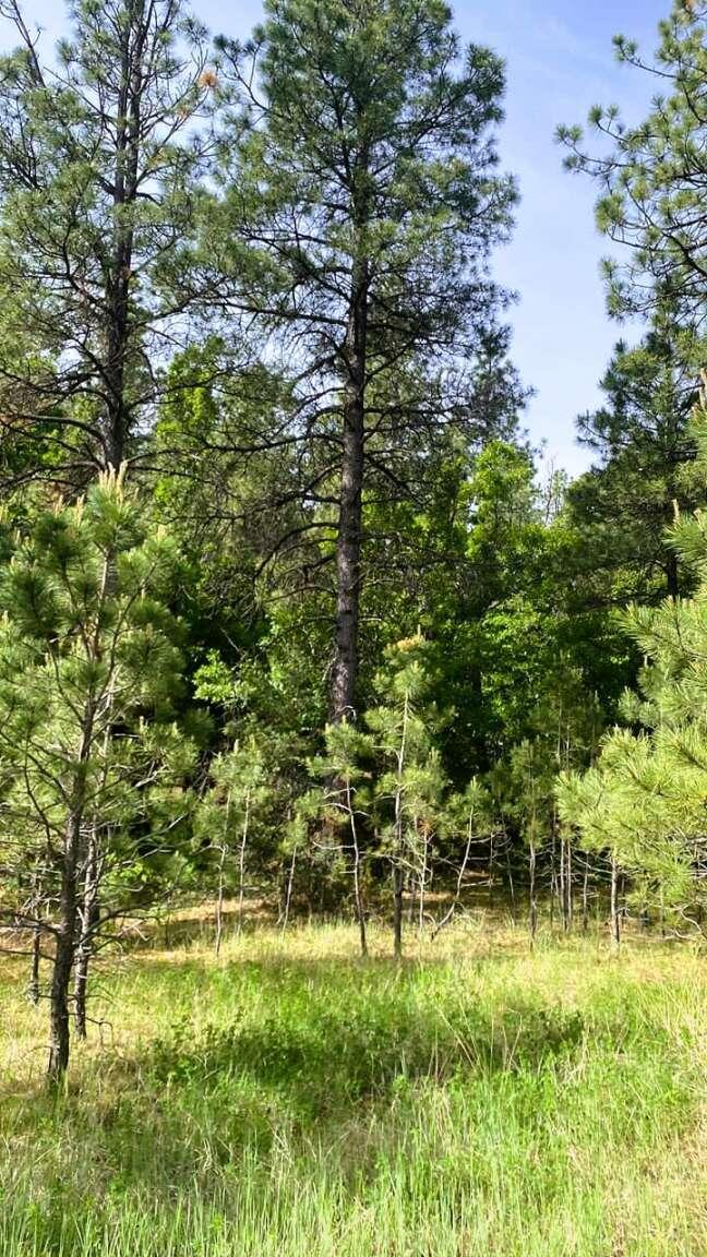 256 Red Canyon Road