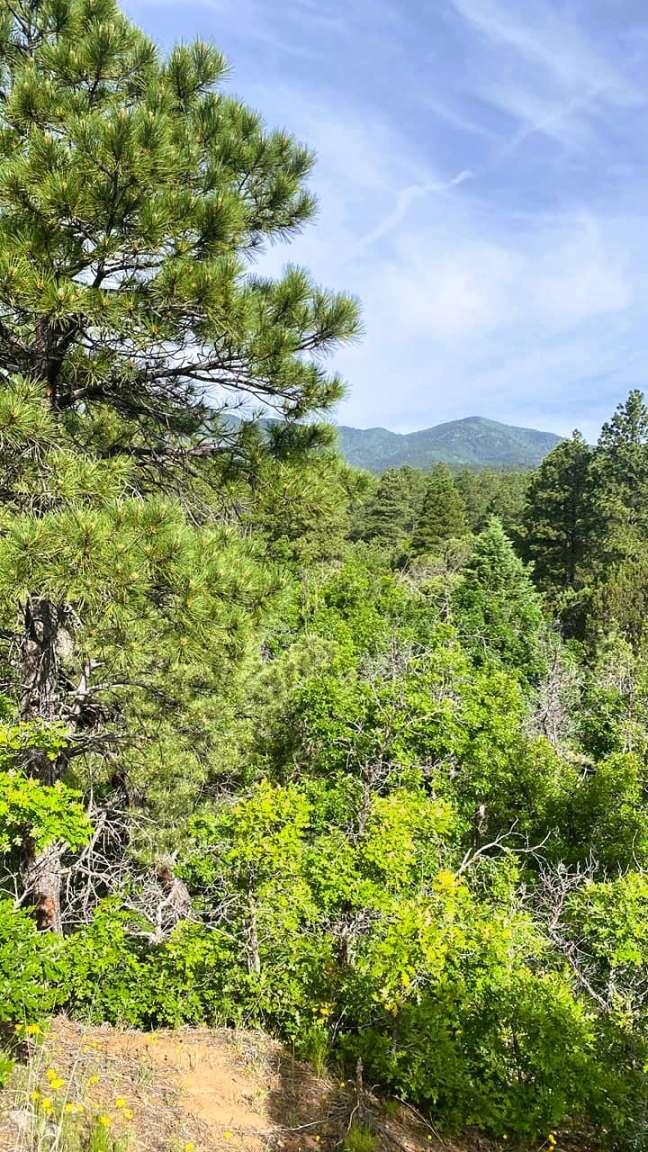 256 Red Canyon Road