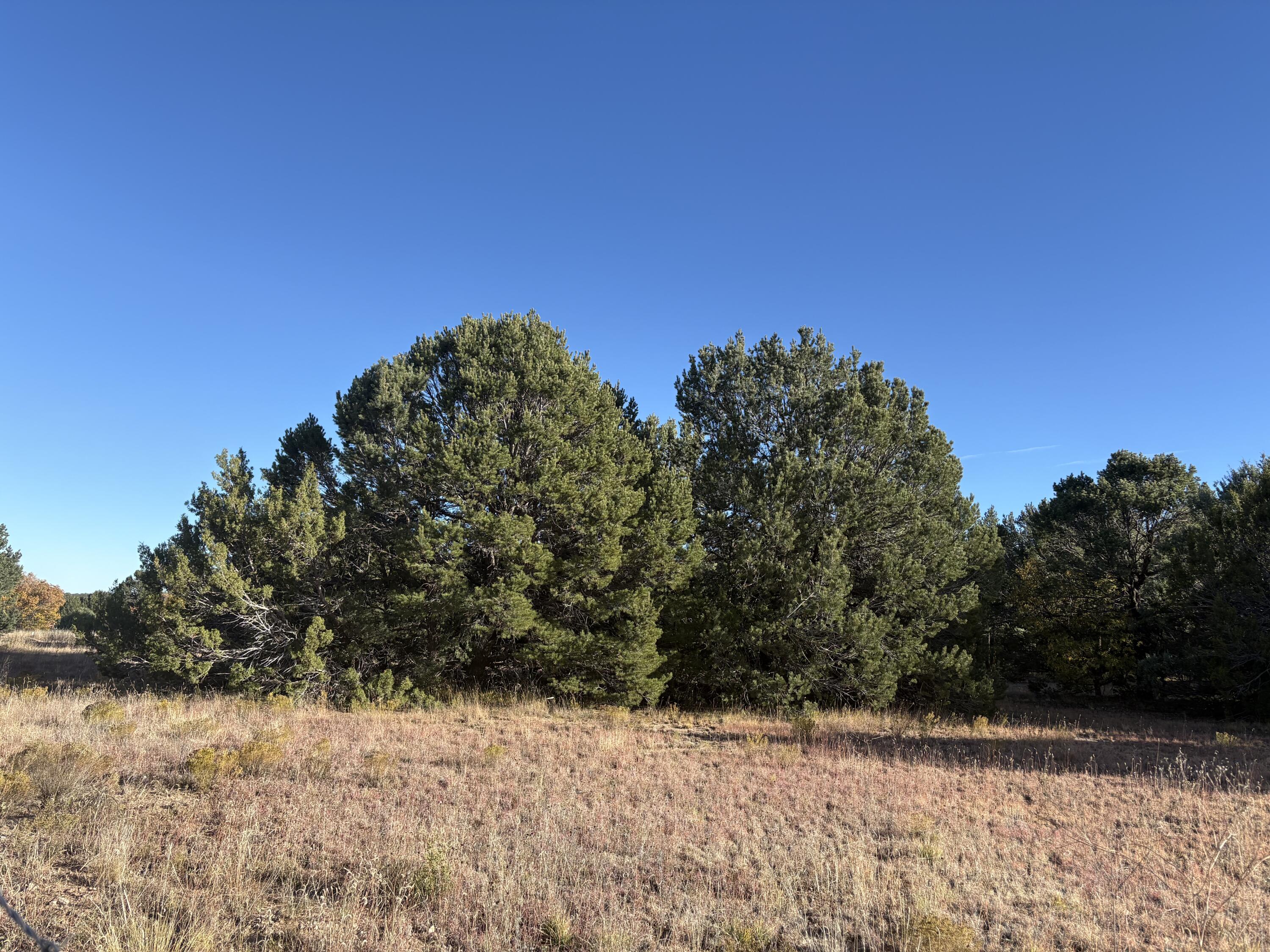 139 Holli Loop