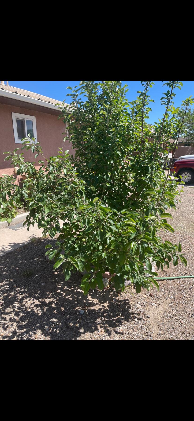 536 Coronado Drive
