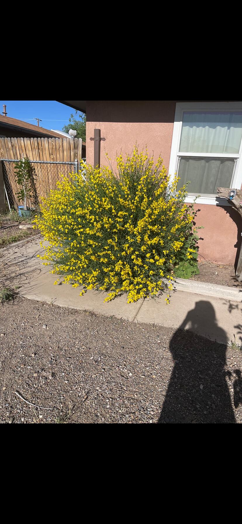 536 Coronado Drive