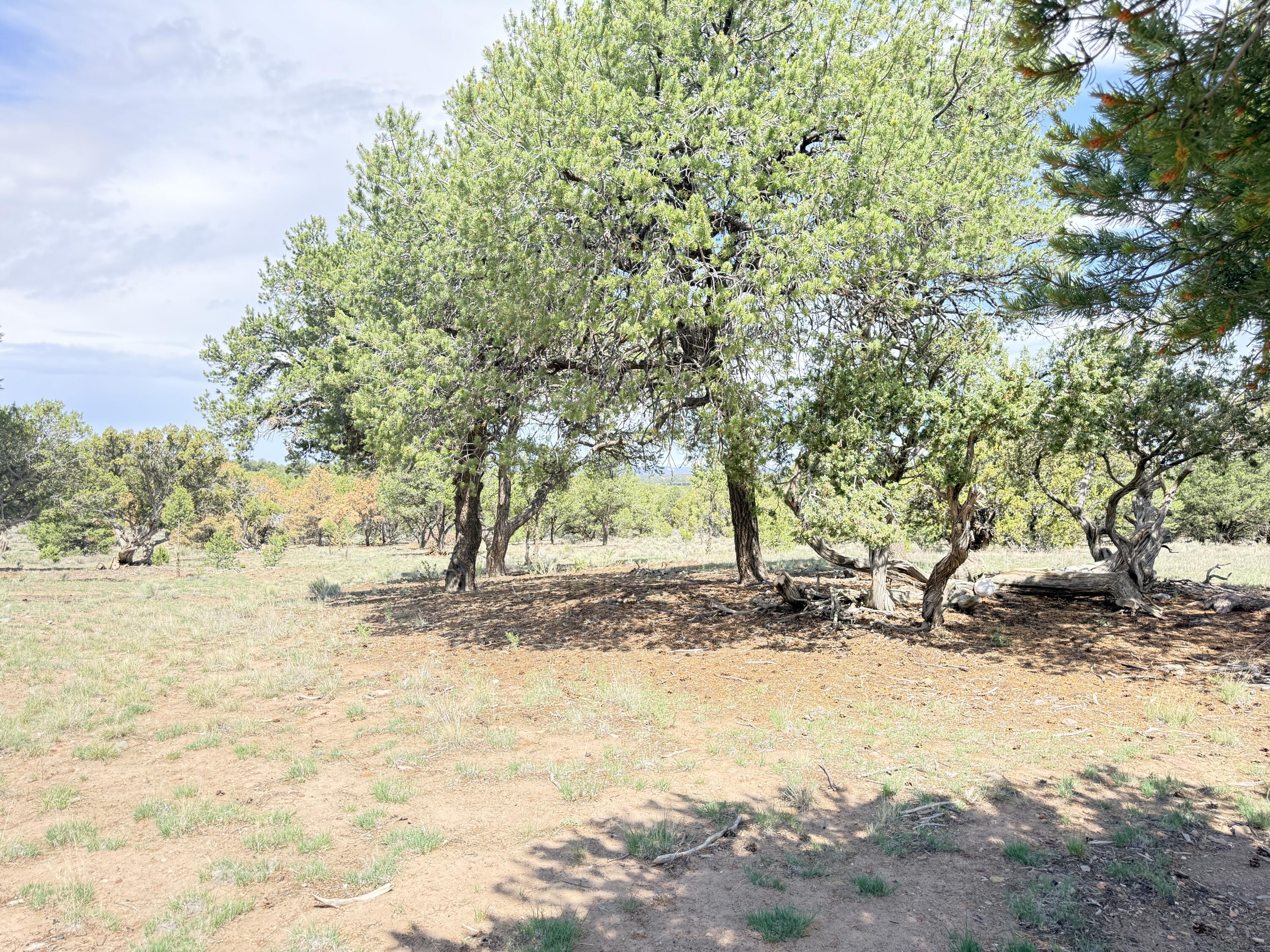 47 Pinewood Circle