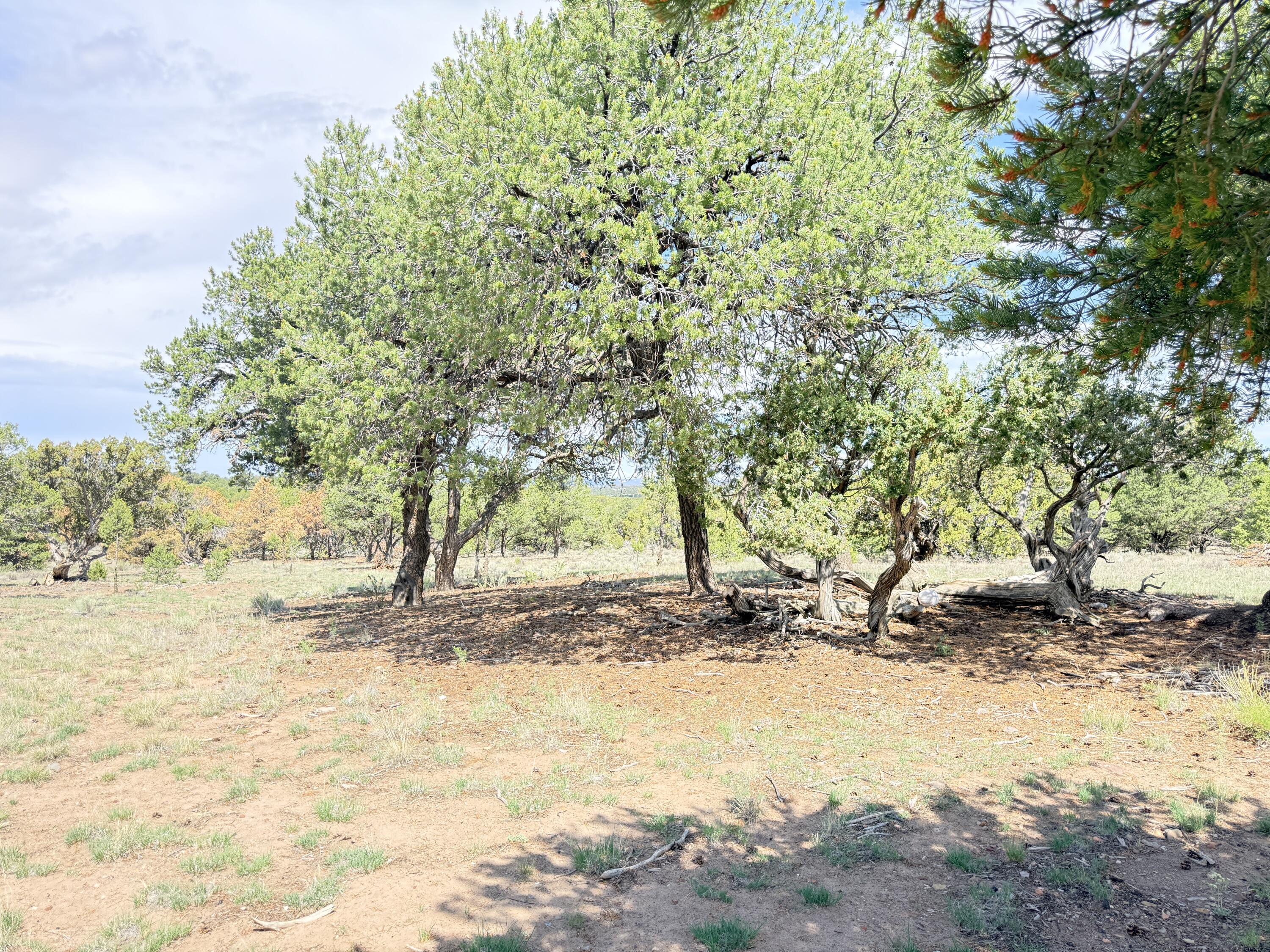 47 Pinewood Circle