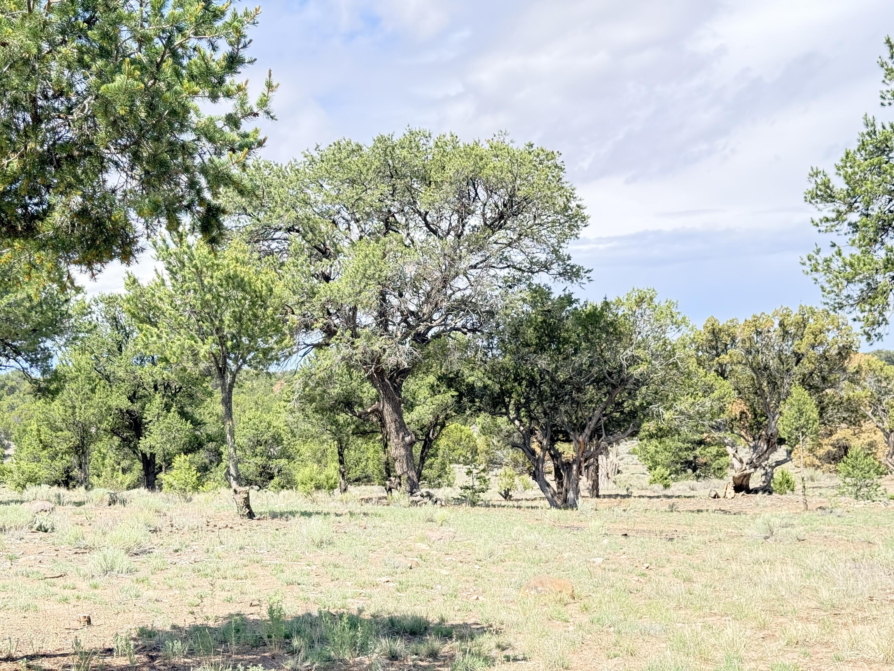 47 Pinewood Circle