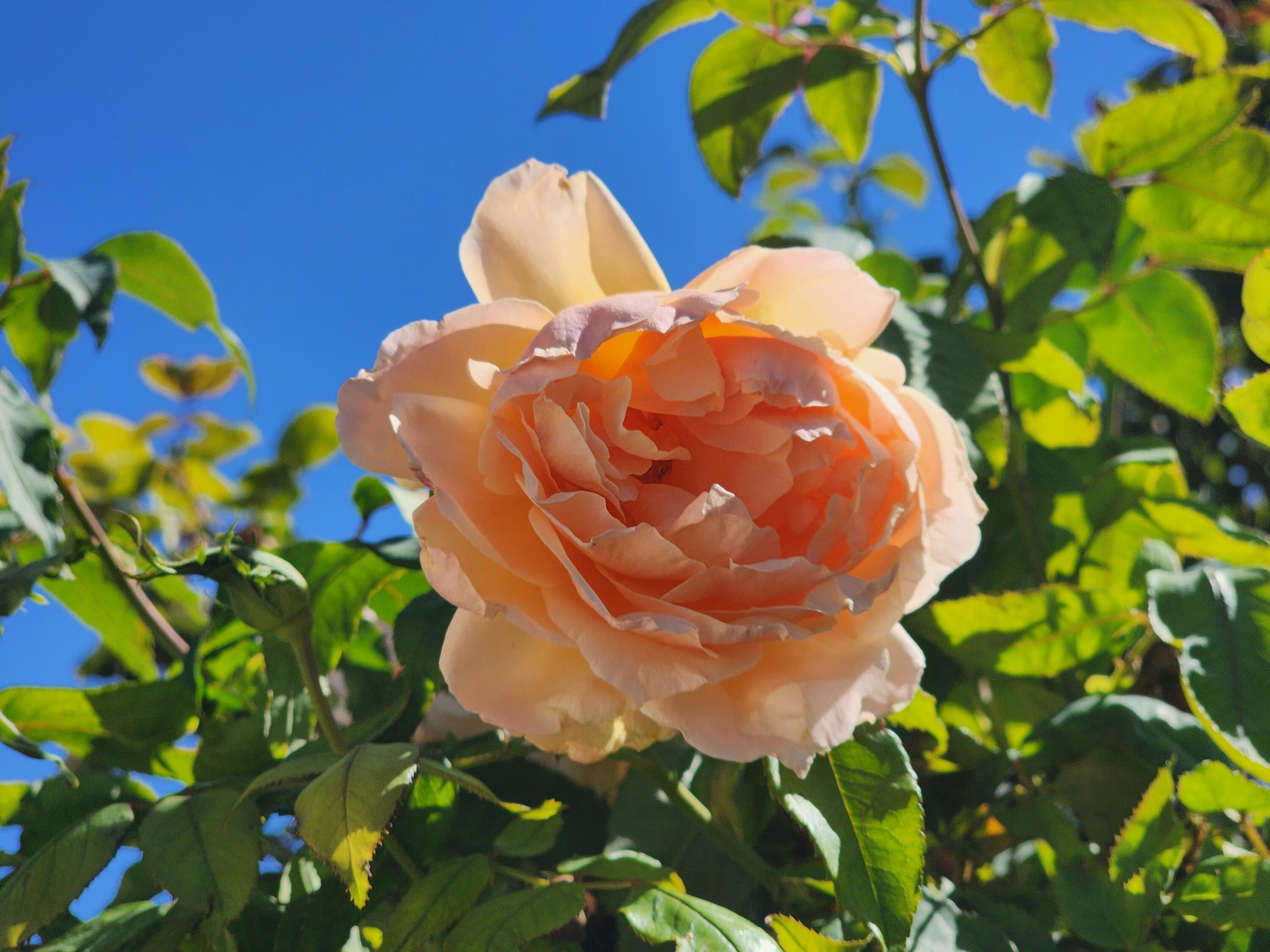 612 Lone River Trail SW