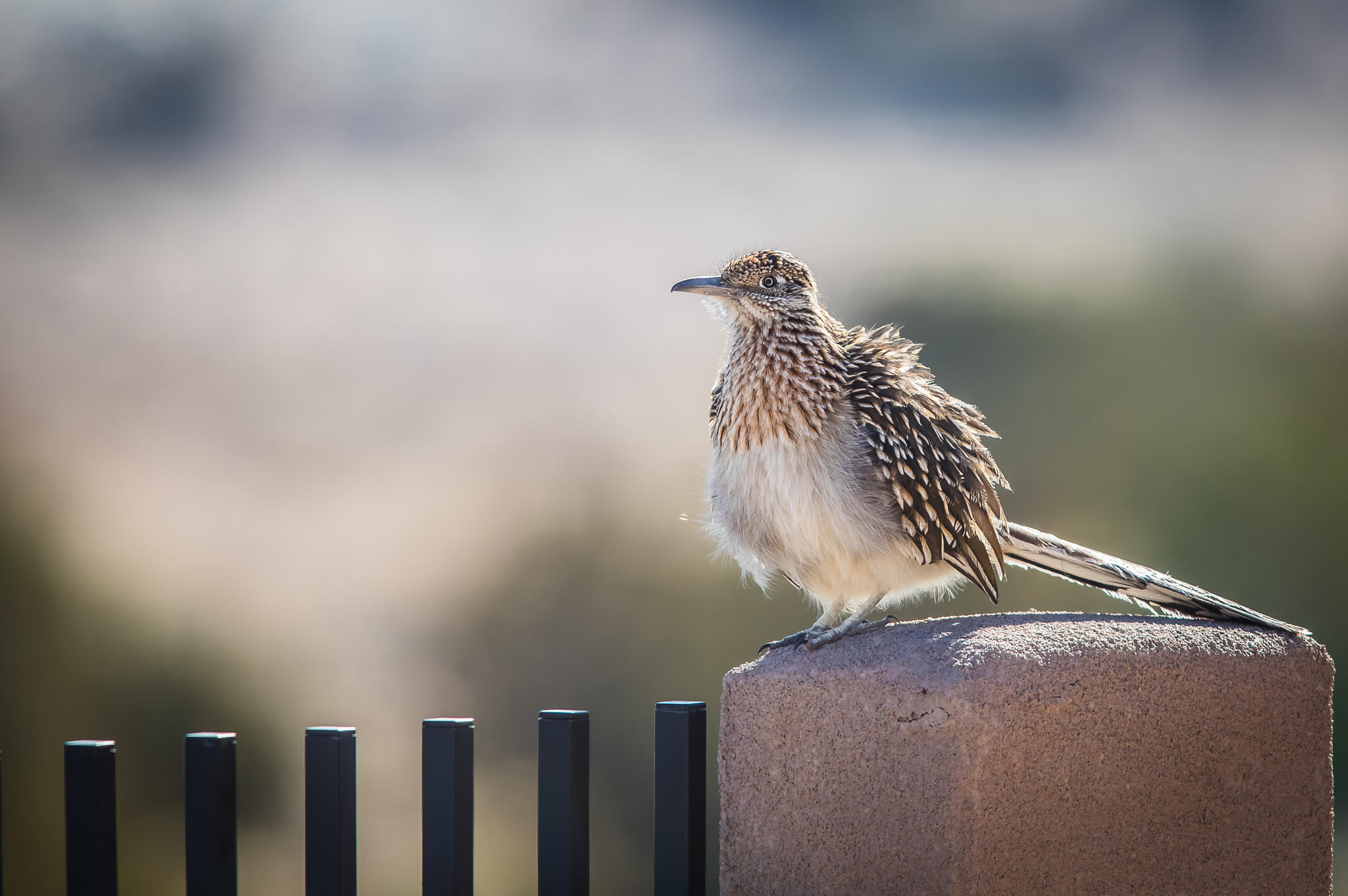 2409 Desert View Road NE