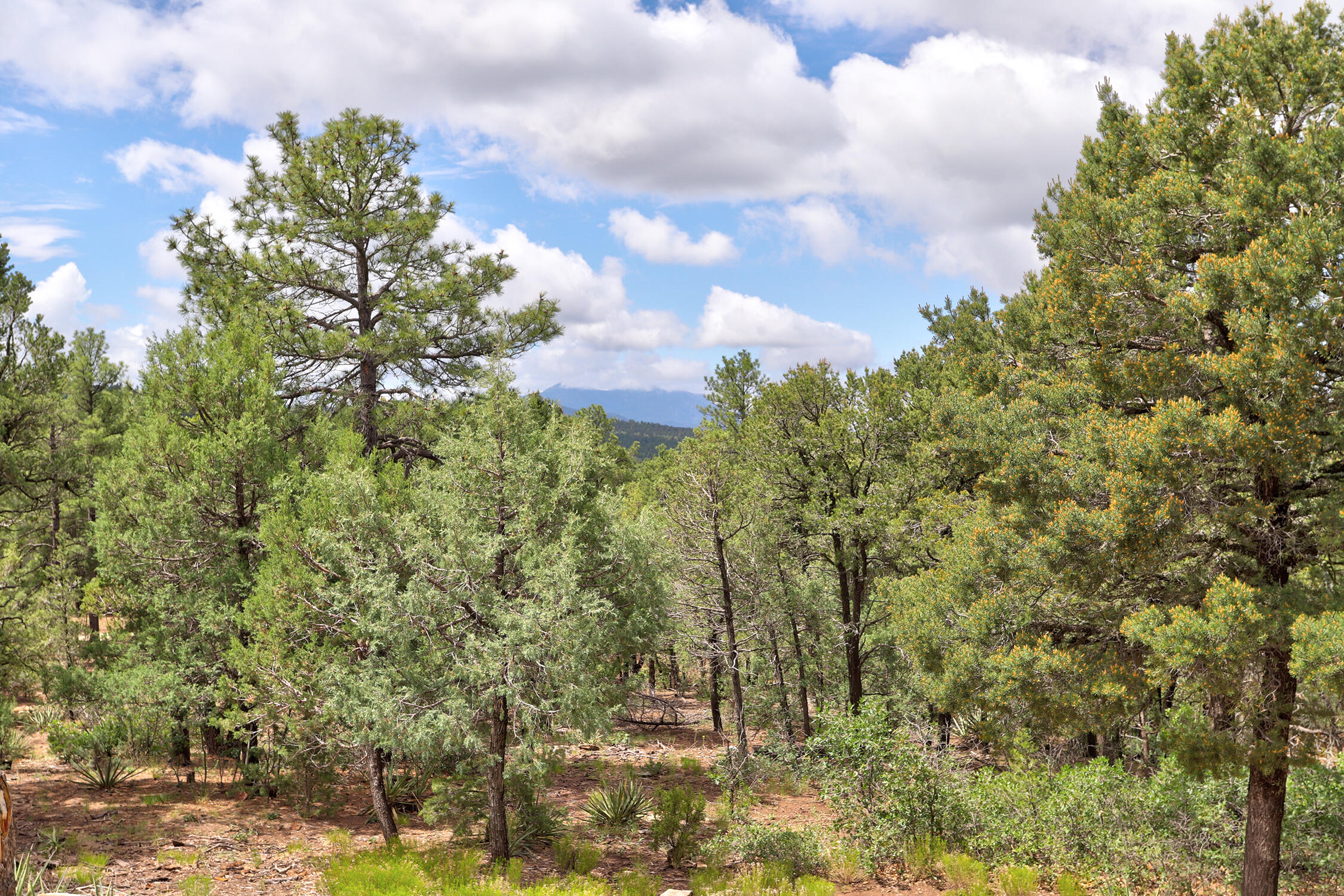 109 Carolino Canyon Road