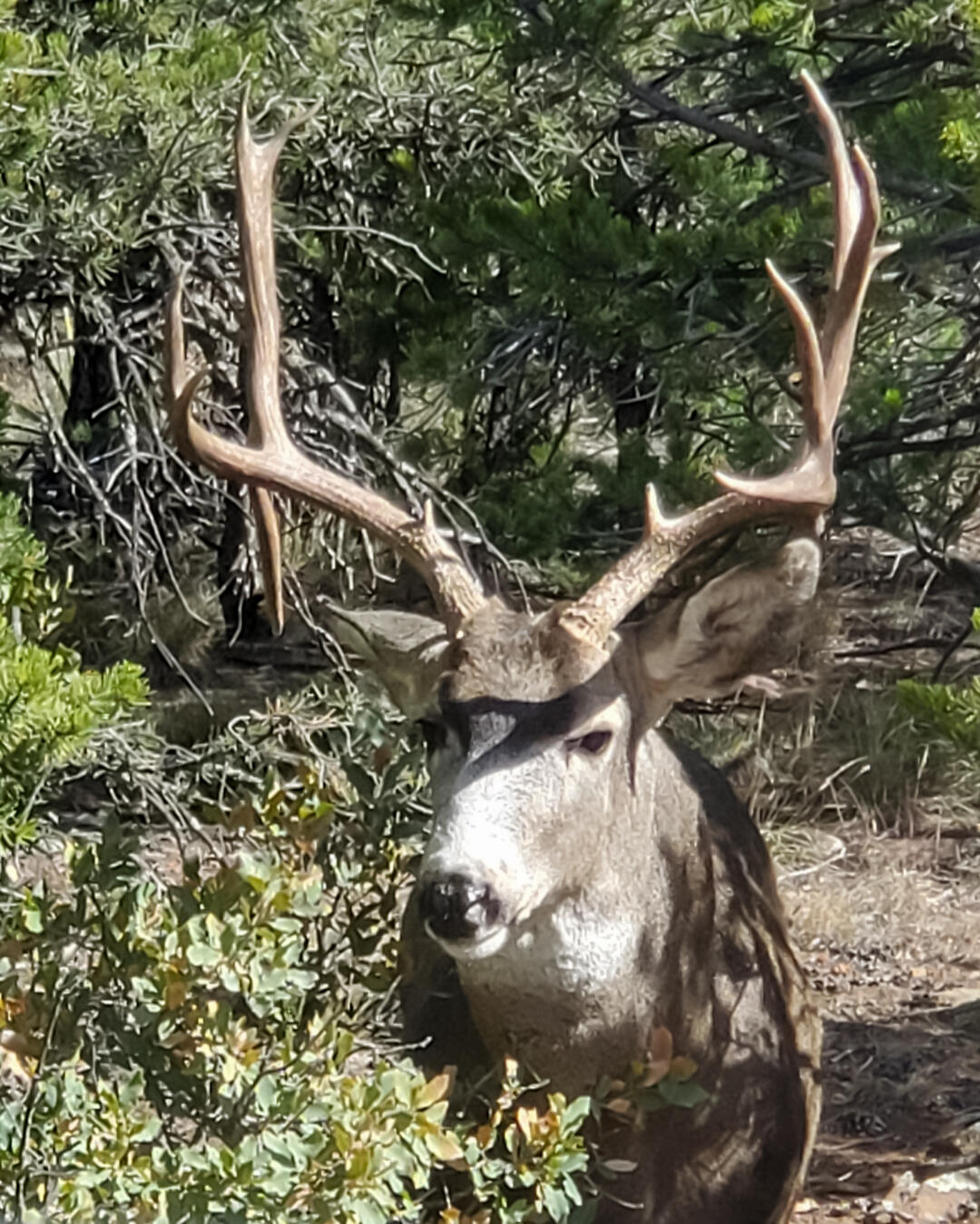 78 Sangre De Cristo Drive