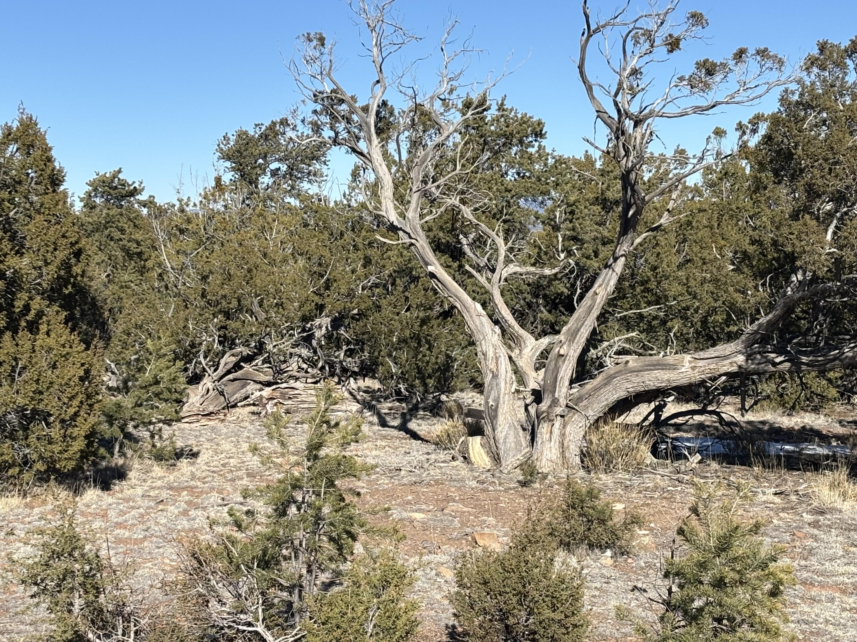 12 Kit Road Lot 2 Unit I Road