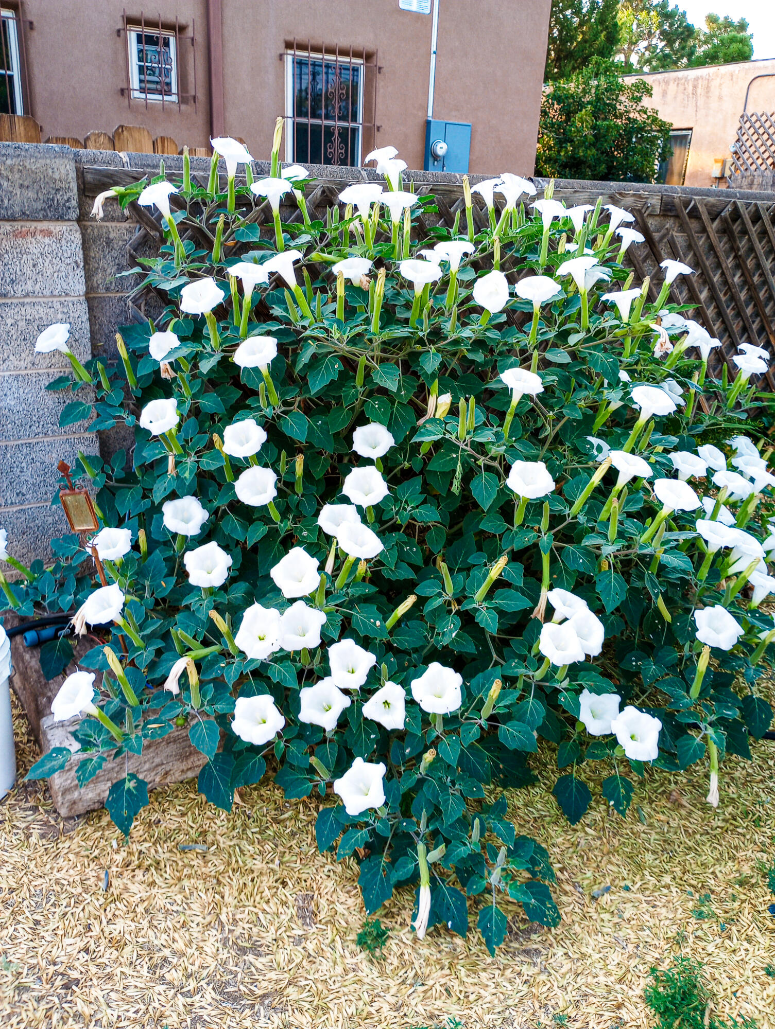 701 Alvarado Drive SE