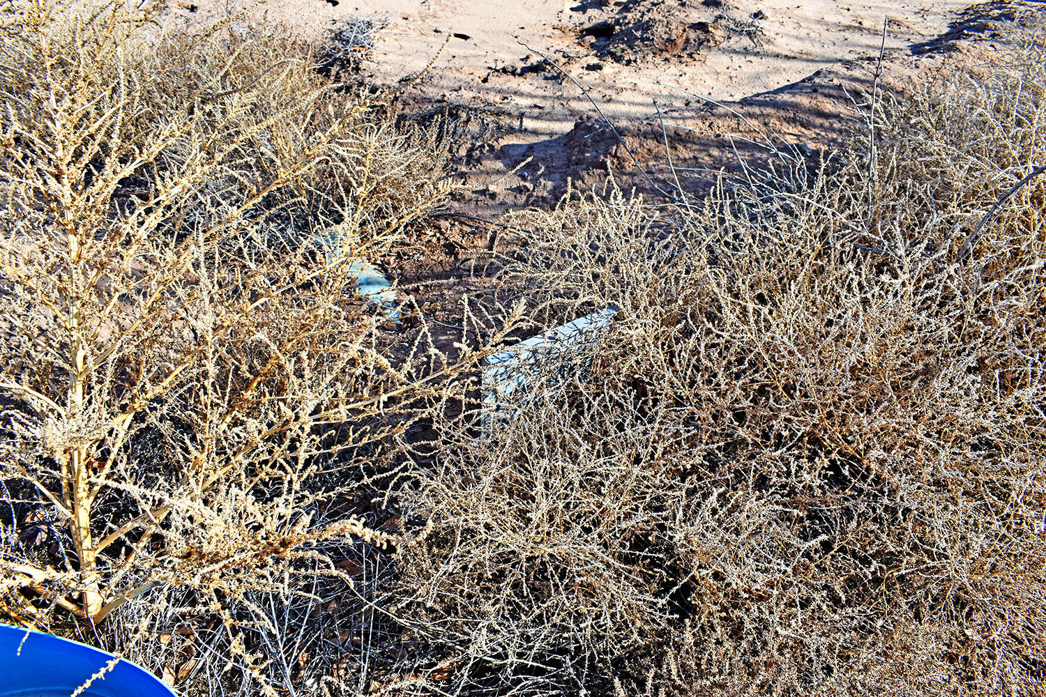 N Mesa Road