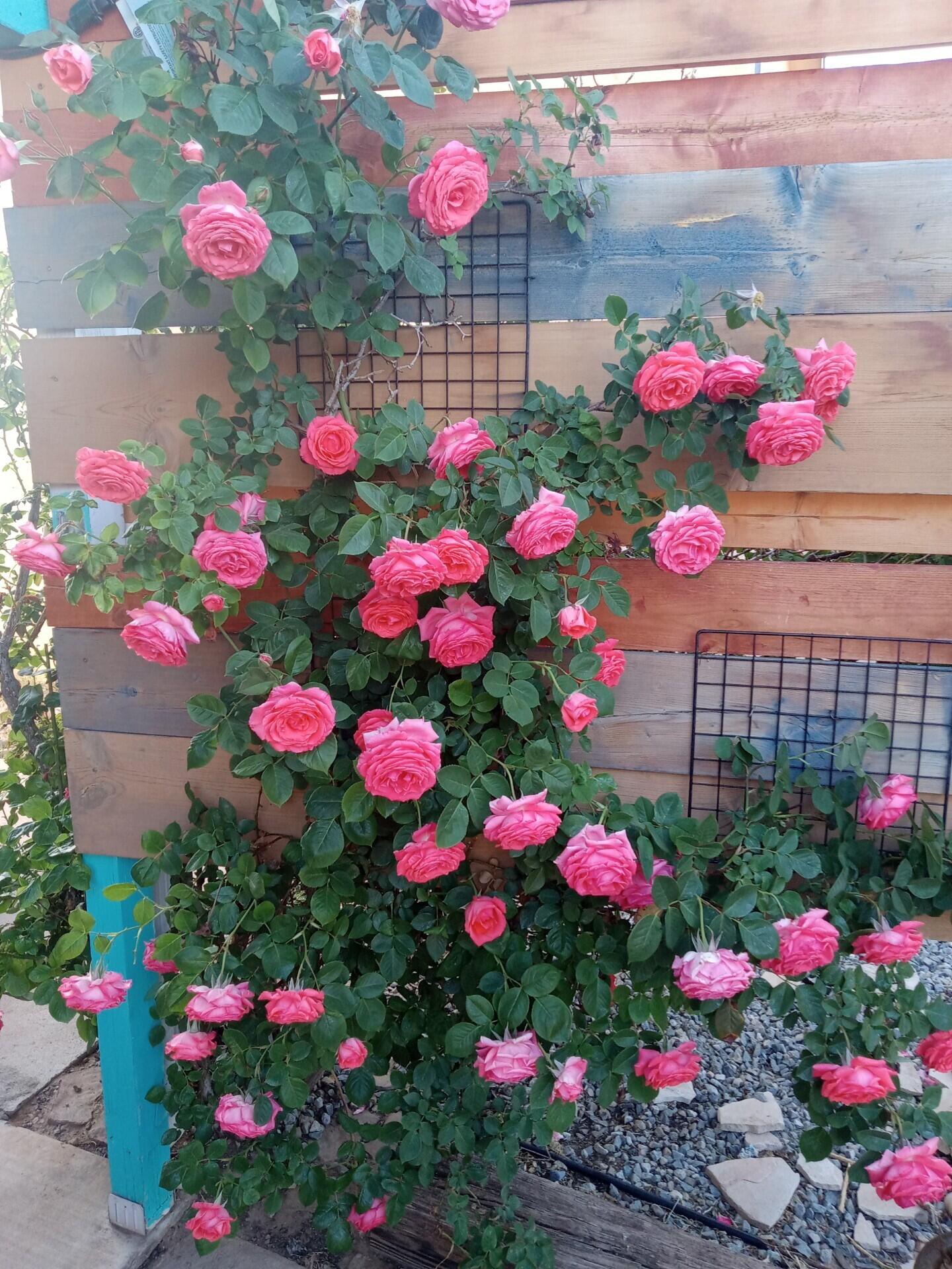 7417 Mackenzie Drive NE