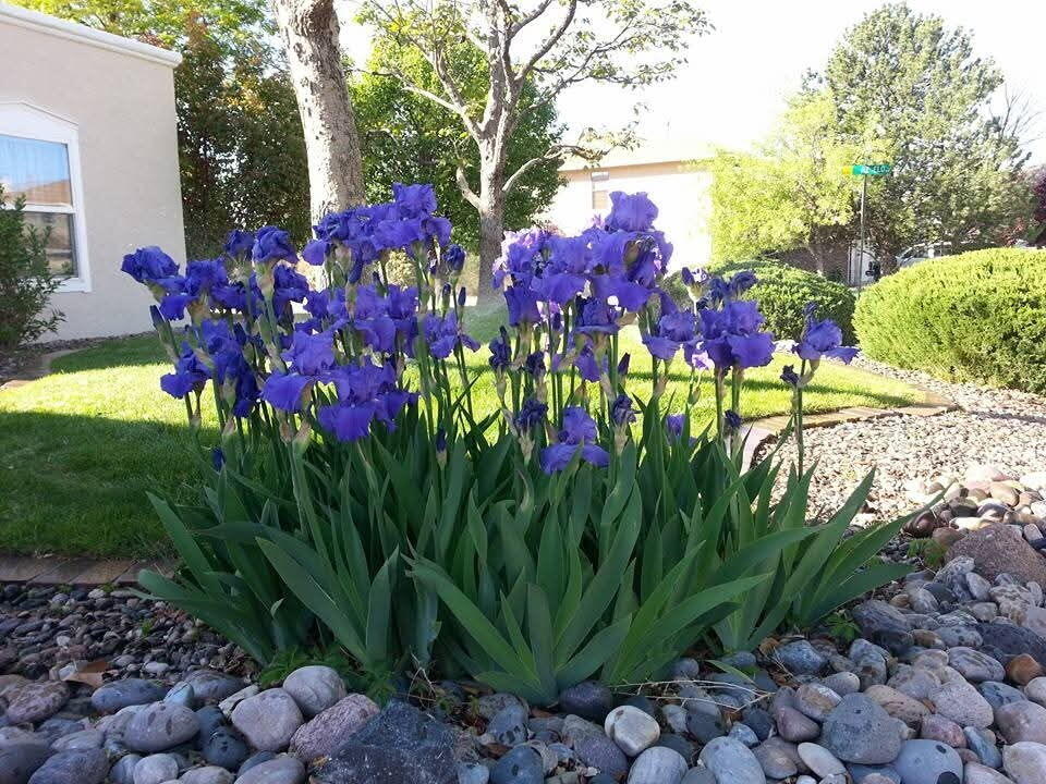 5100 Cordoniz Street NW