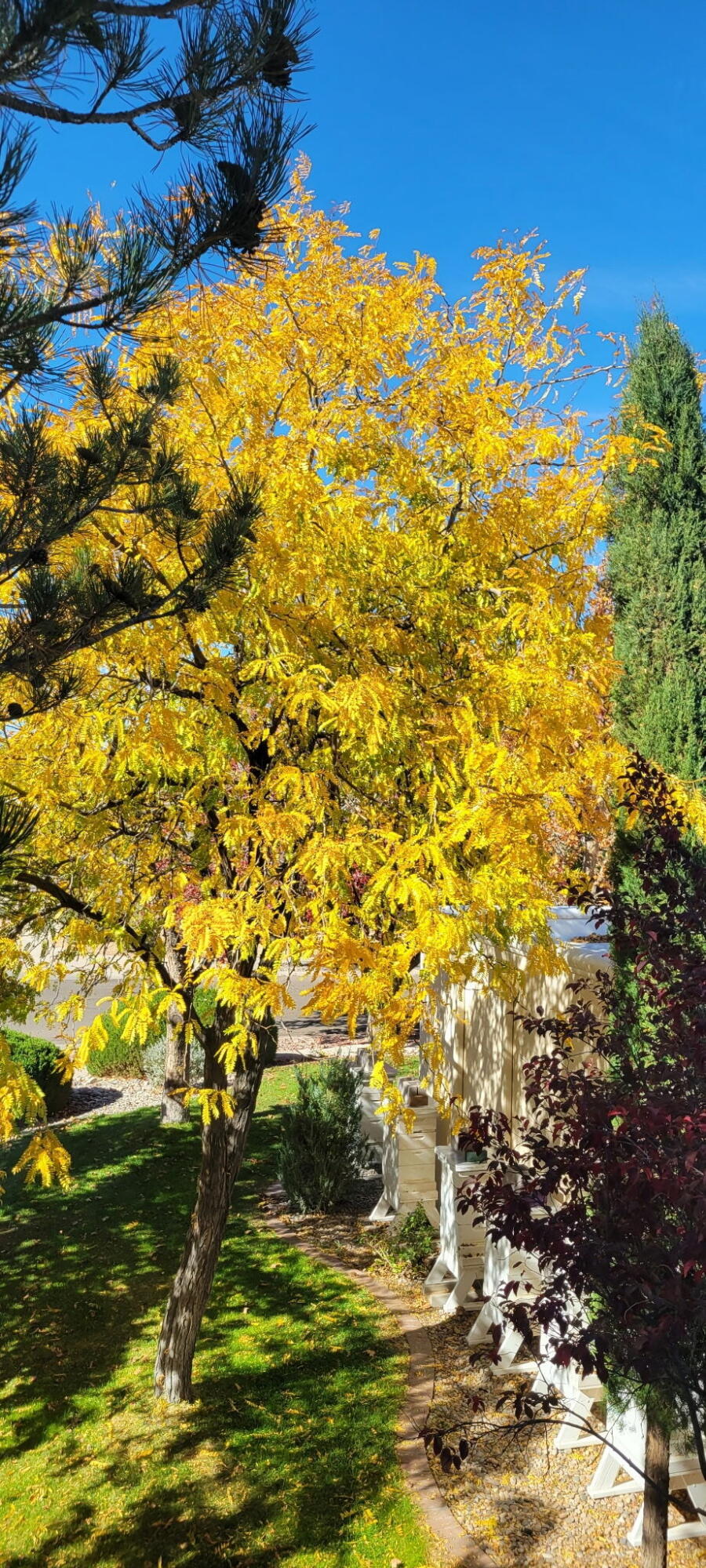 5100 Cordoniz Street NW