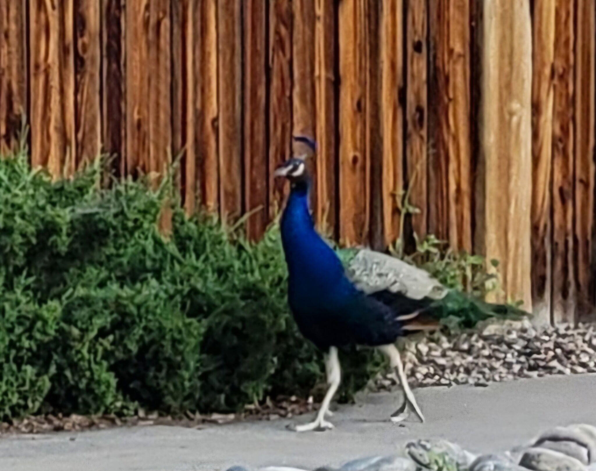 5100 Cordoniz Street NW