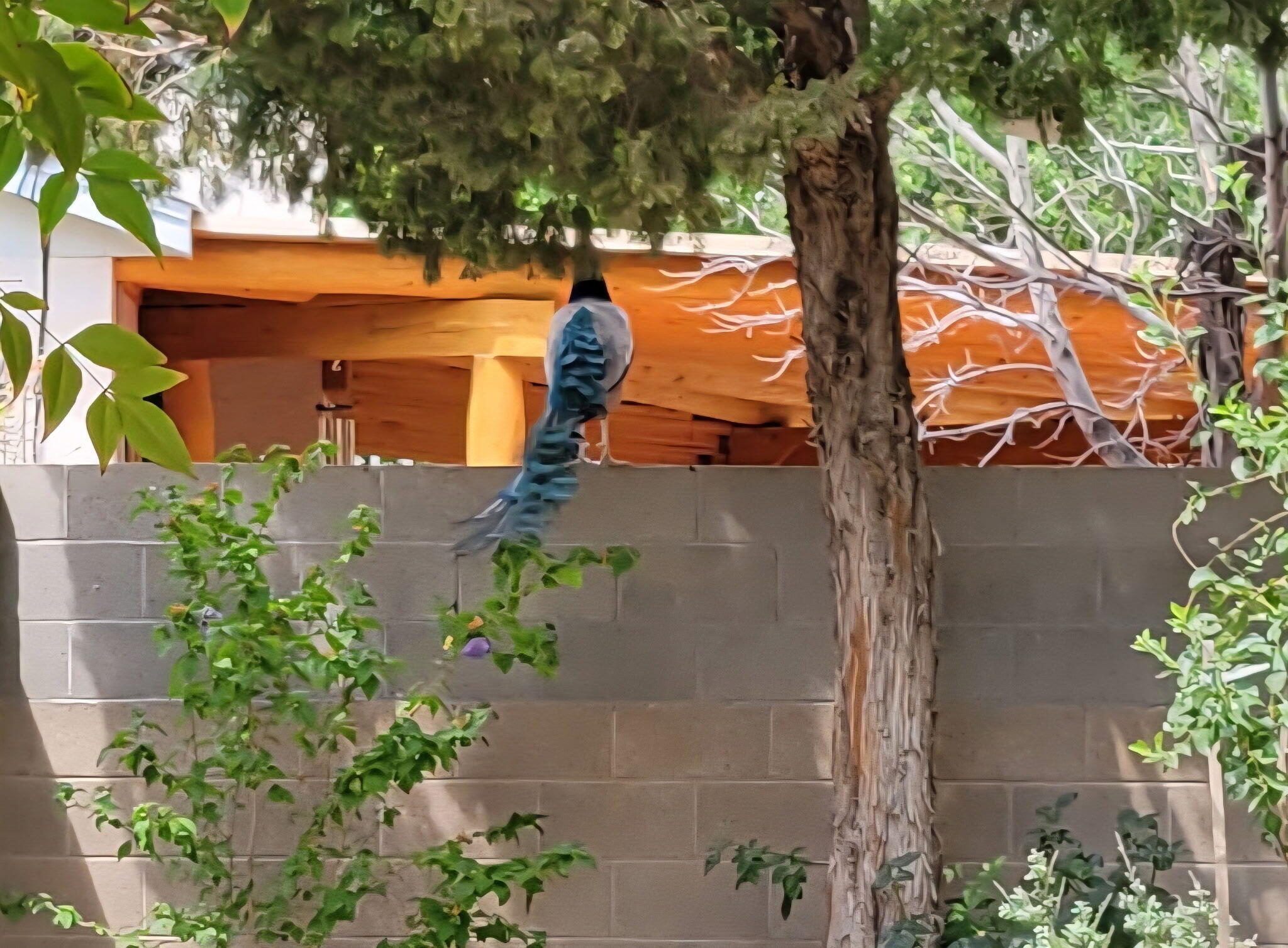 5100 Cordoniz Street NW