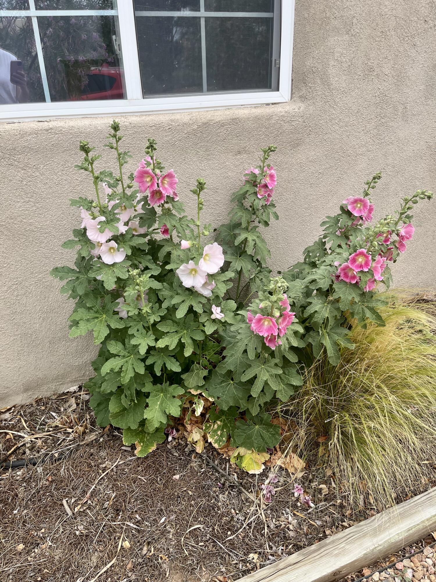 1900 Anderson Place SE