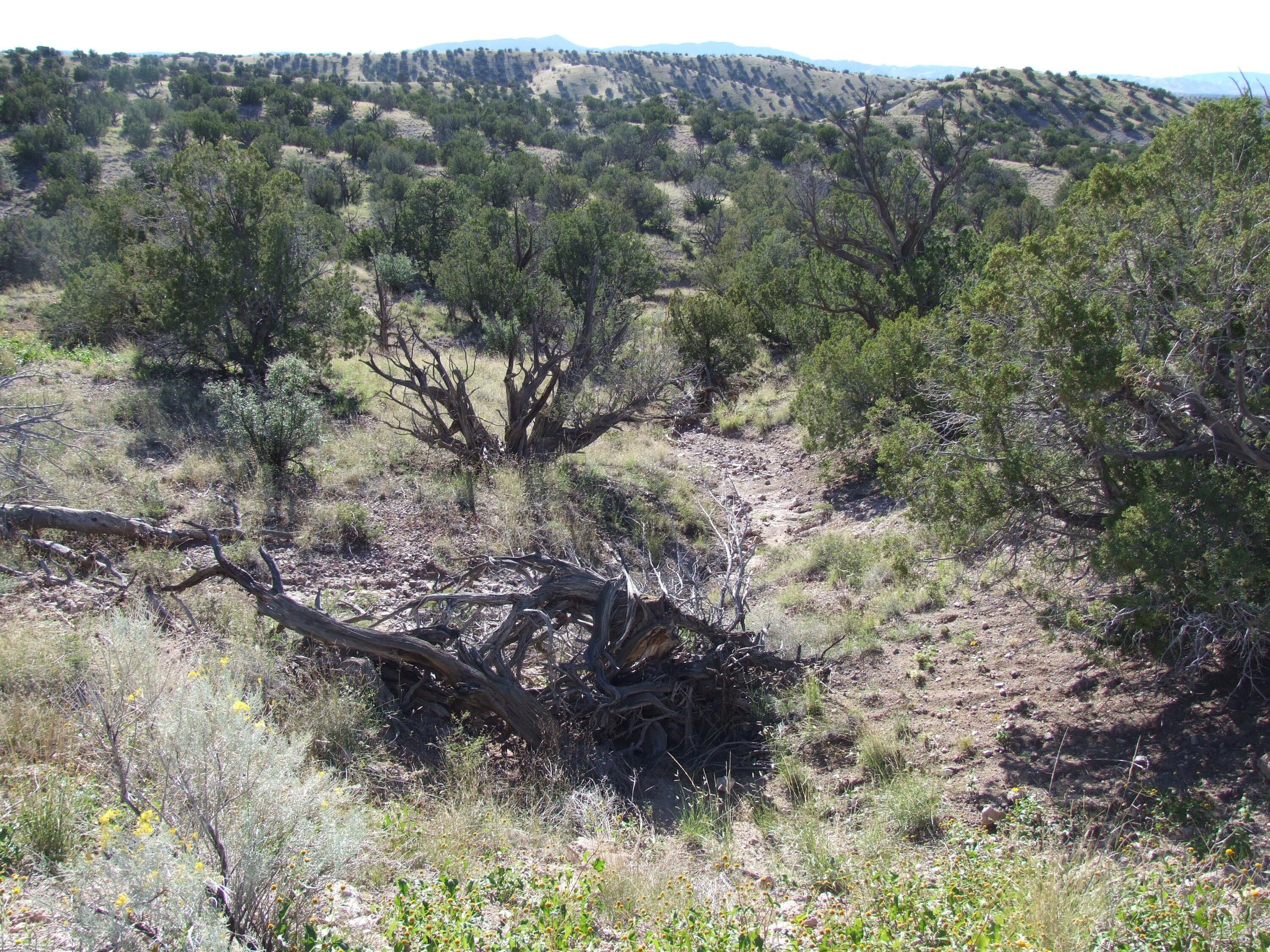 Abbe Springs Ranches Lot 115