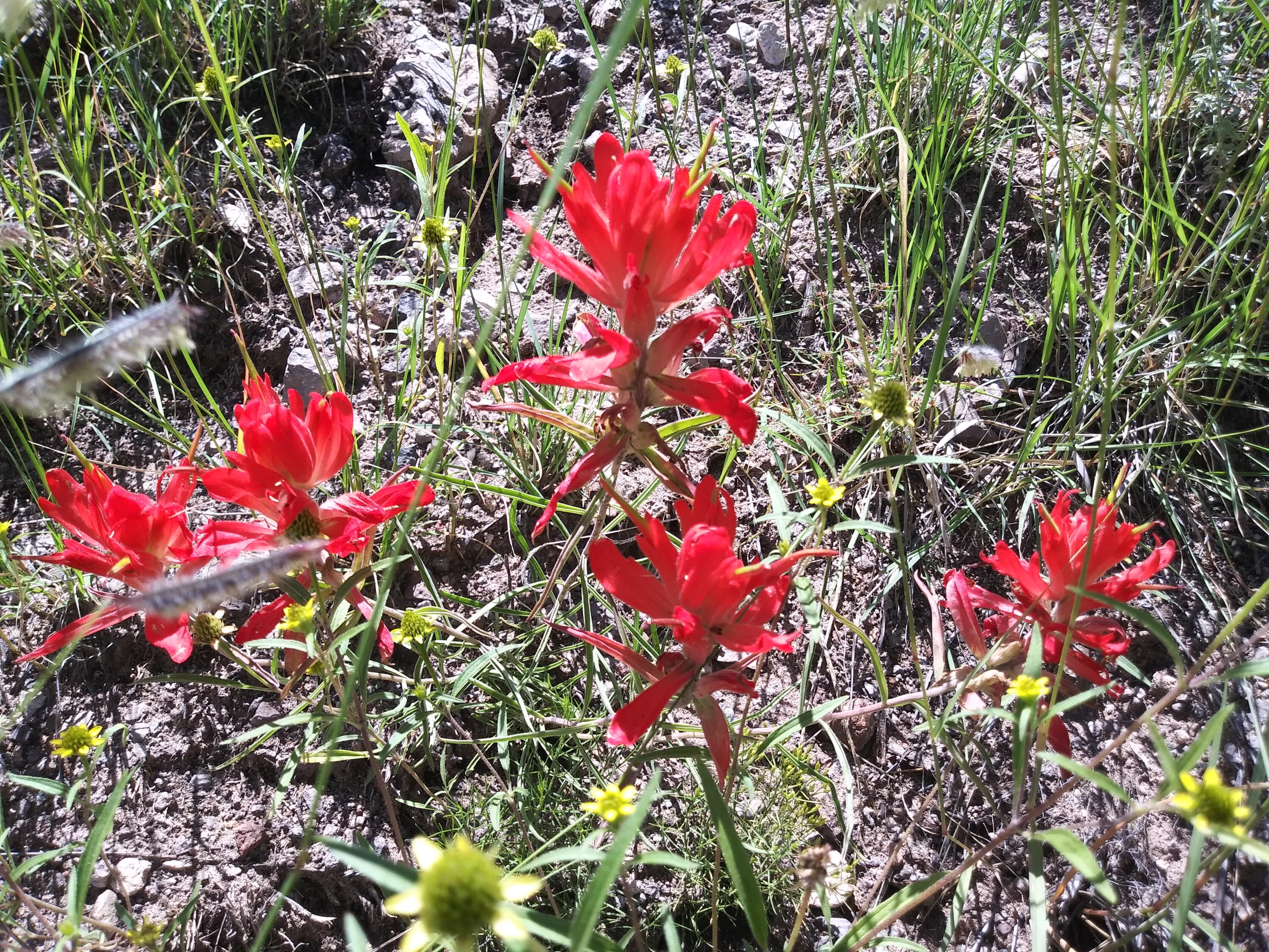 Abbe Springs Ranches Lot 115