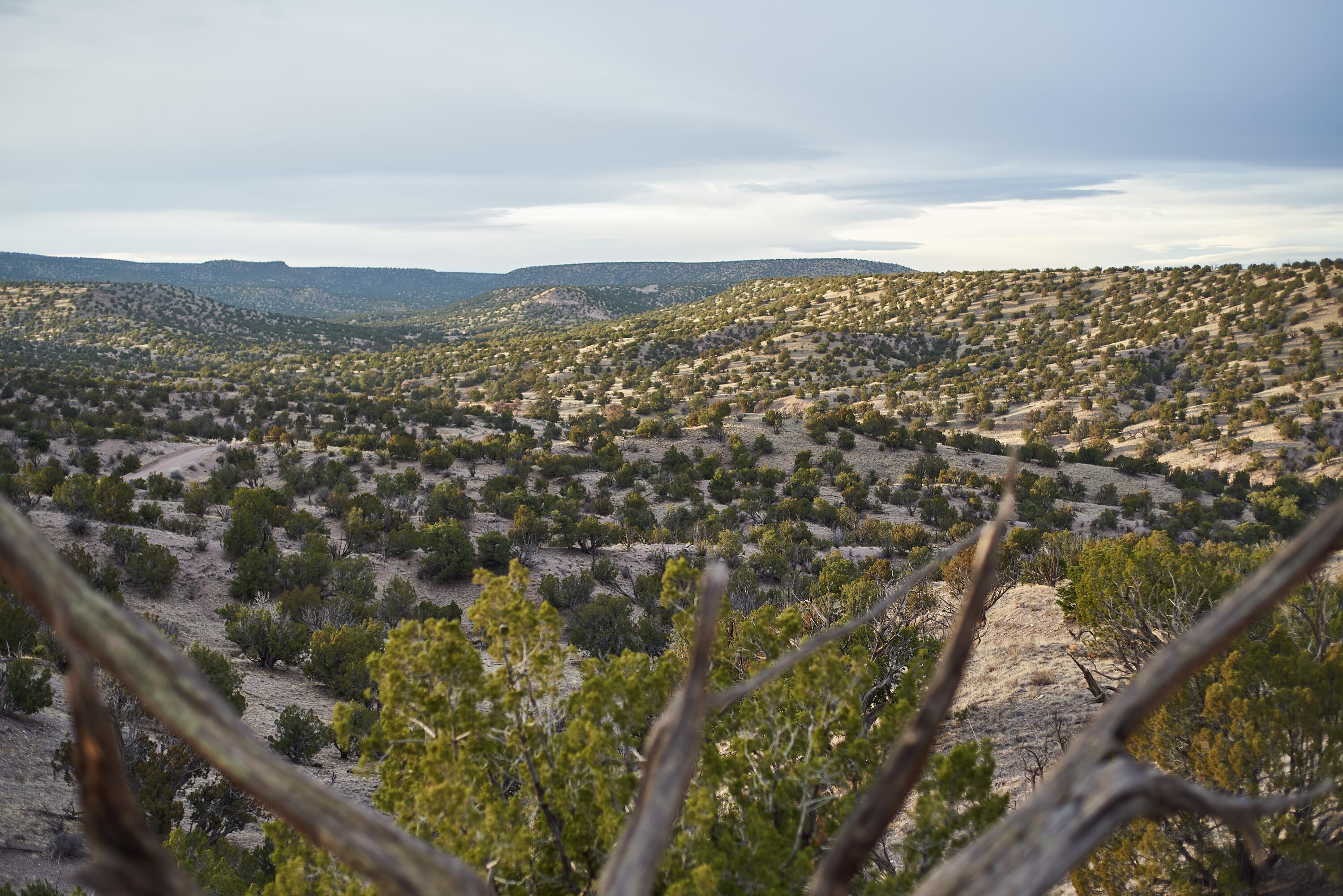 Abbe Springs Ranches Lot 115