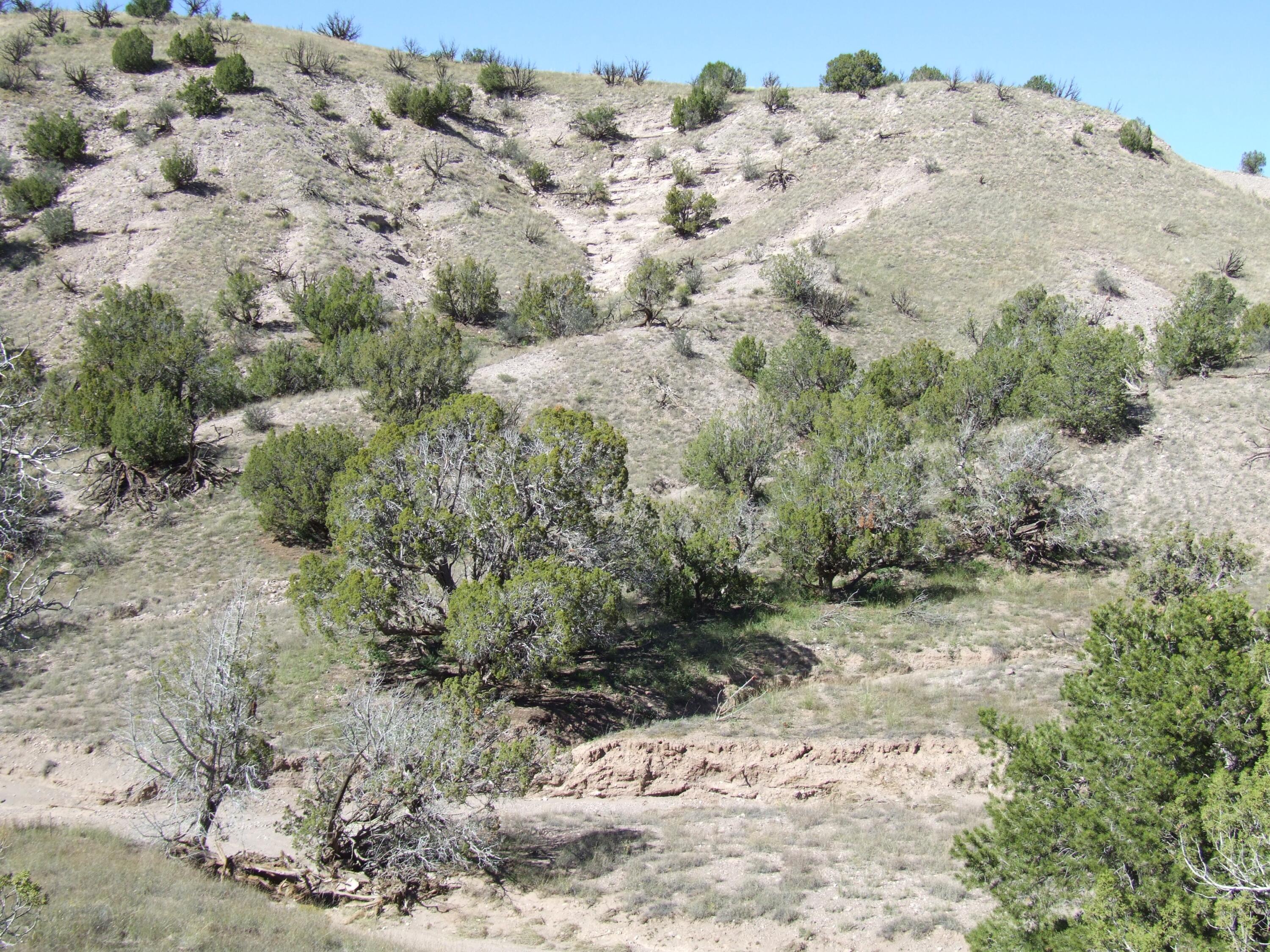 Abbe Springs Ranches Lot 115