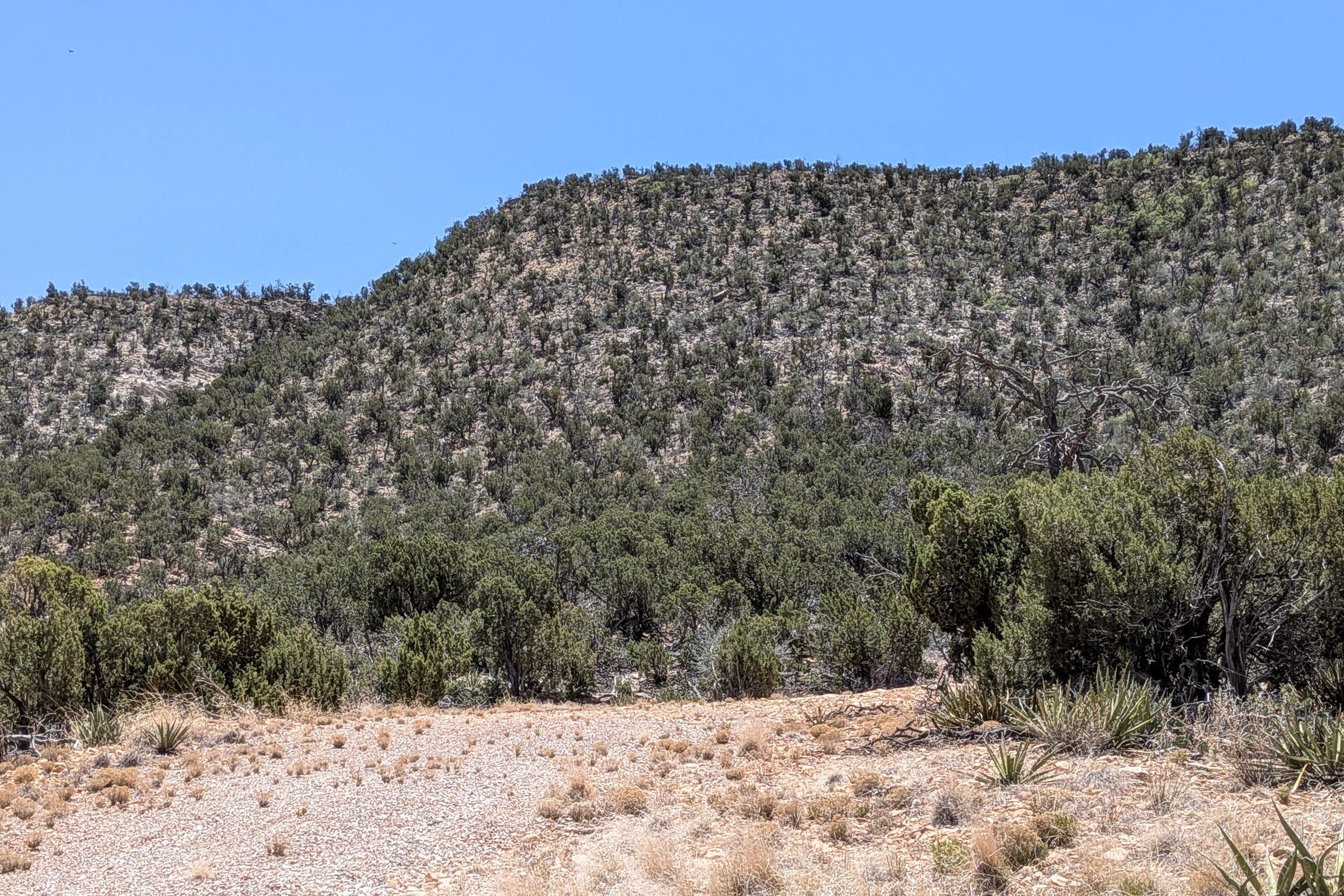 1310 Deer Canyon Trail
