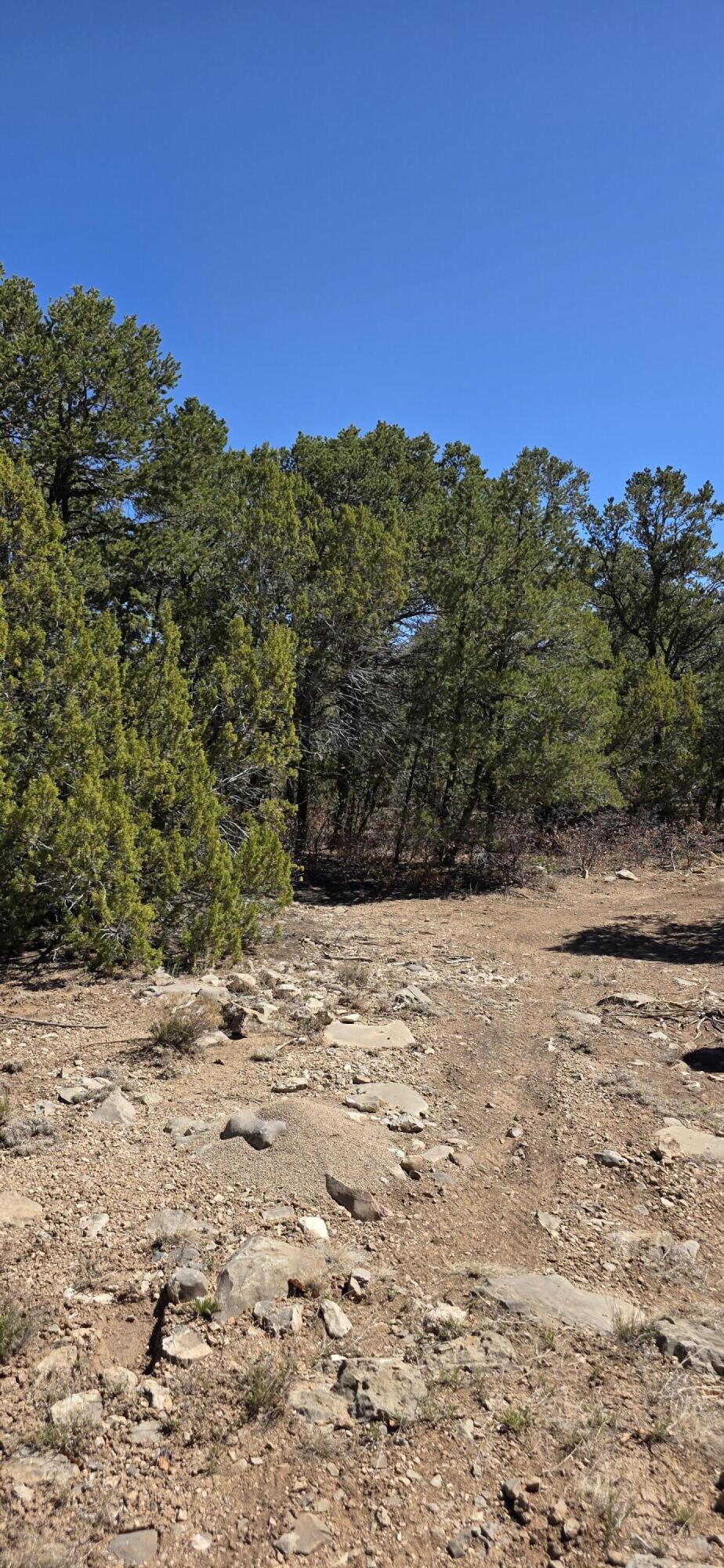 Chico Road R015120