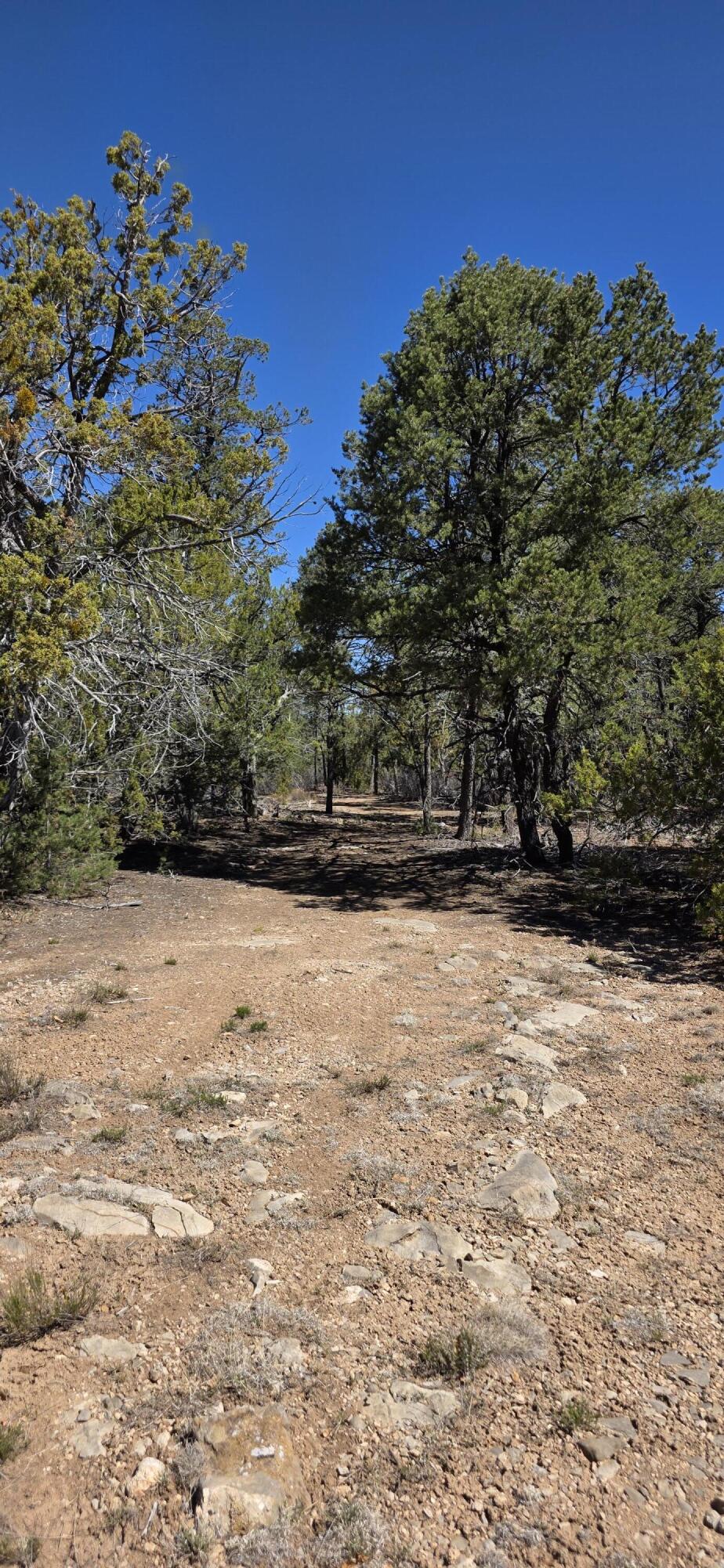 Chico Road R015120