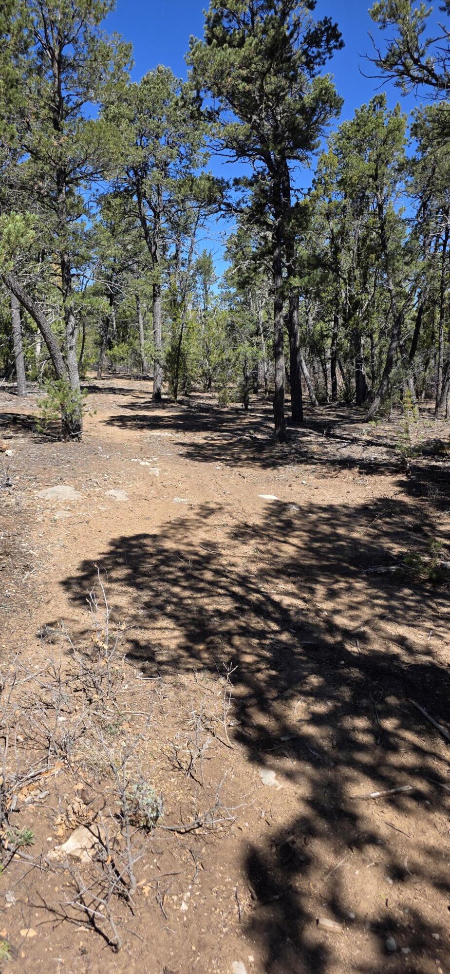 Chico Road R015120