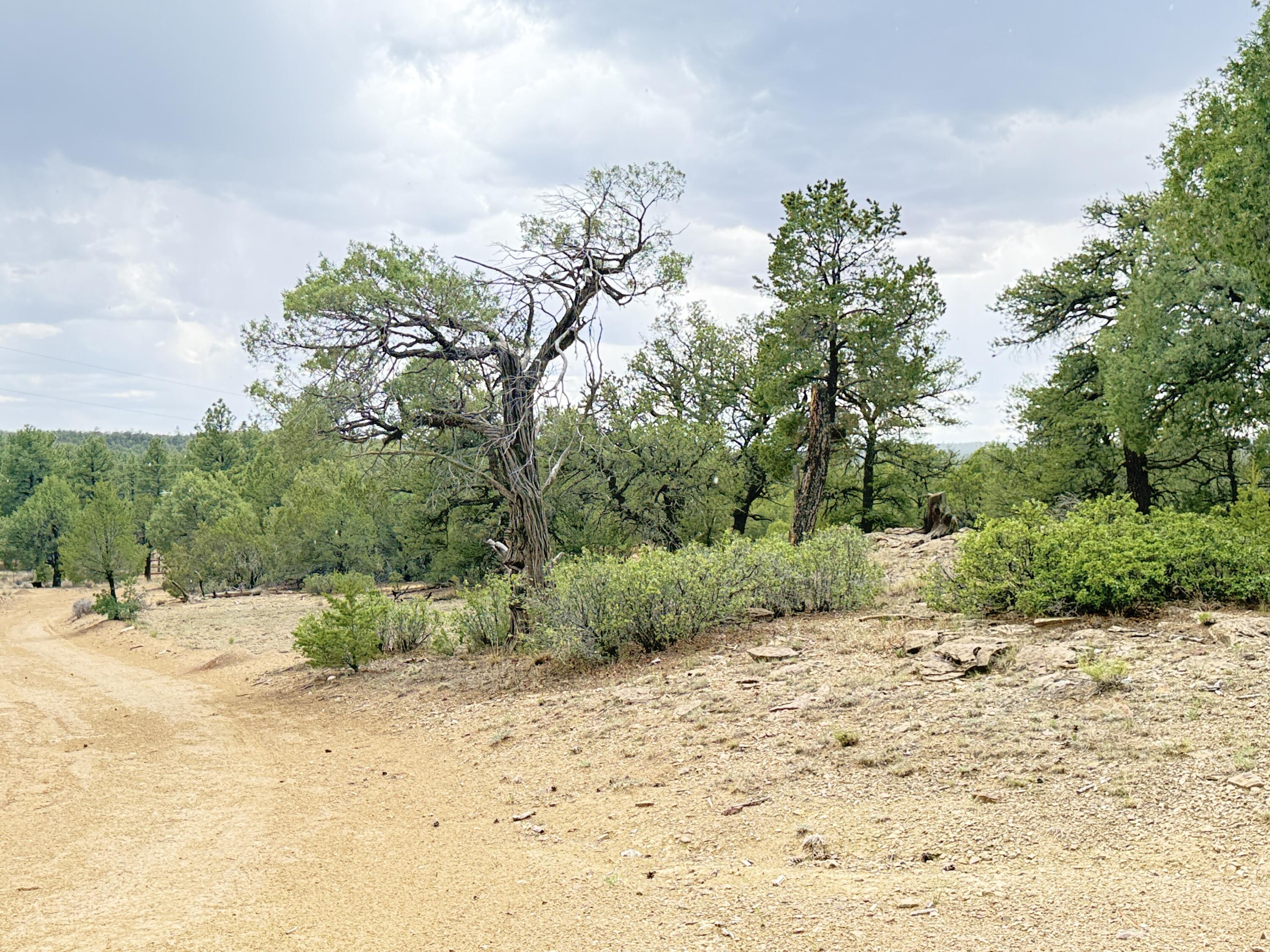 37 Lasso Lane