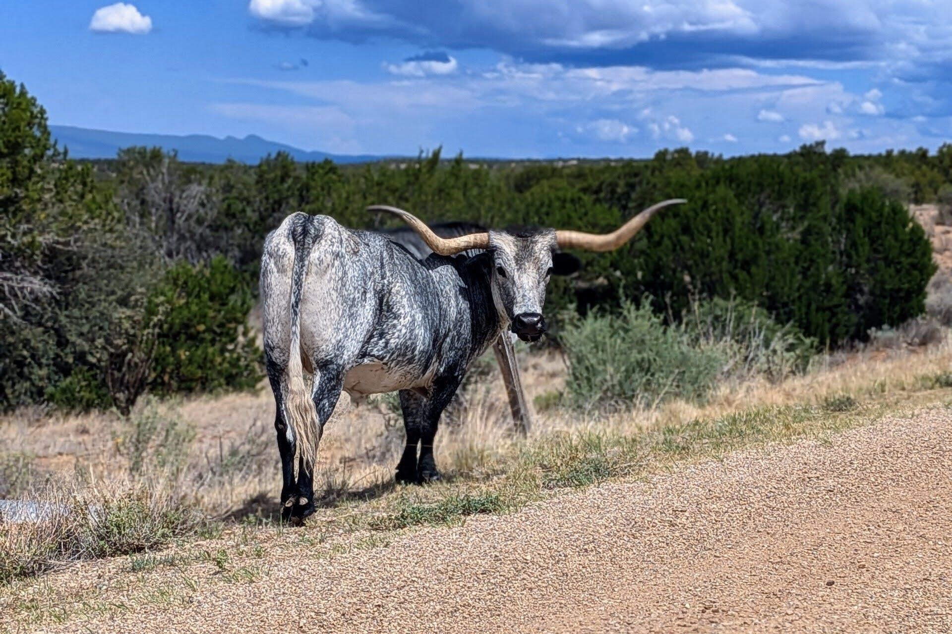 2384 Jumano Trail