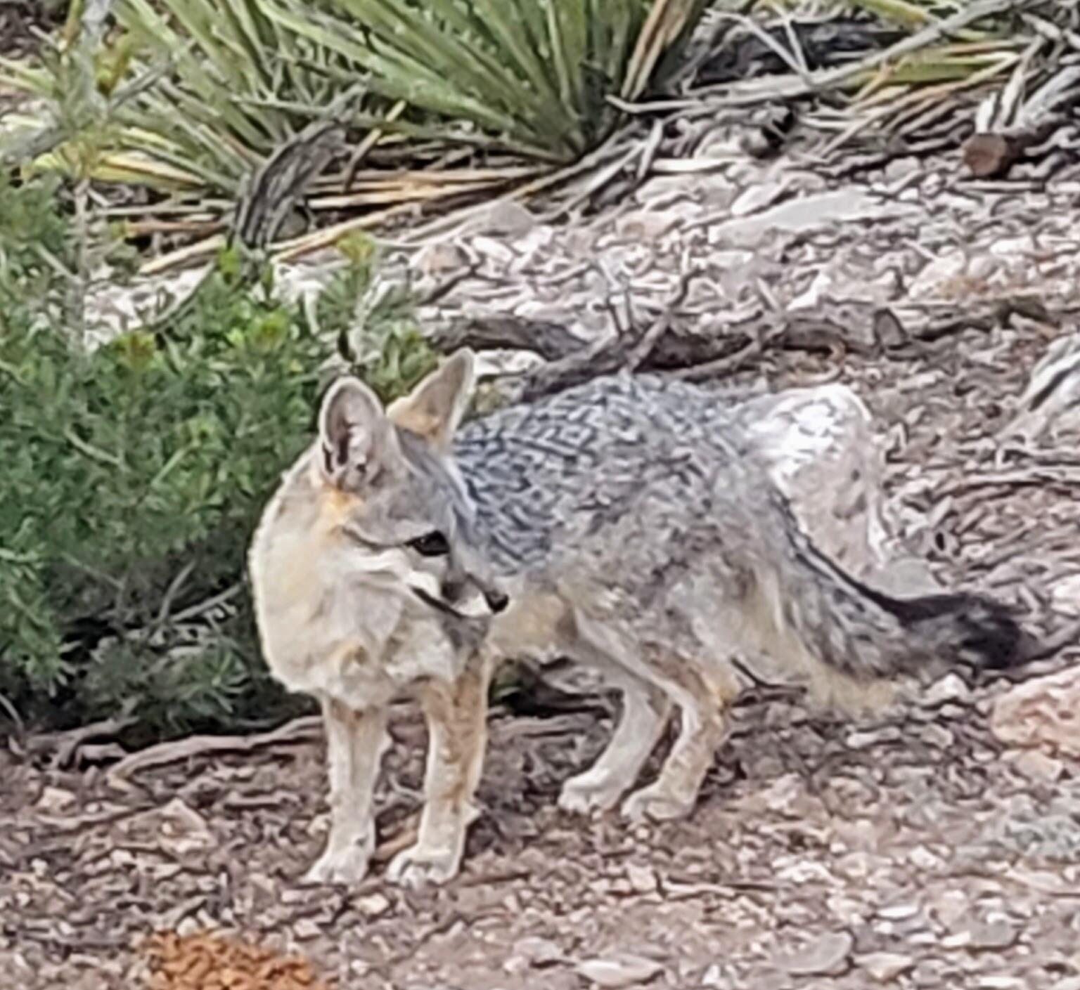1583 Deer Canyon Trail