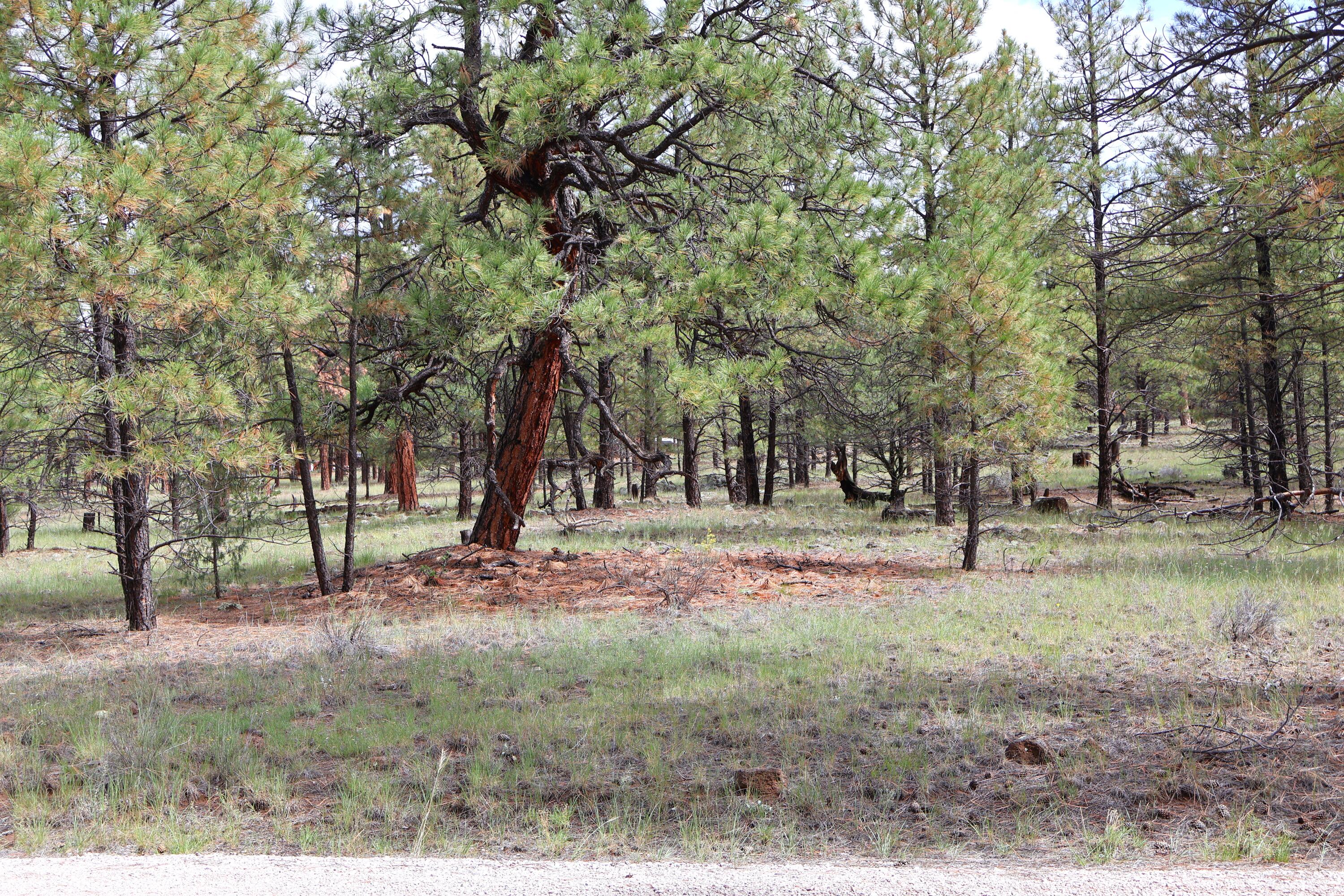 Lot 44 Rhyolite Road Lot 44