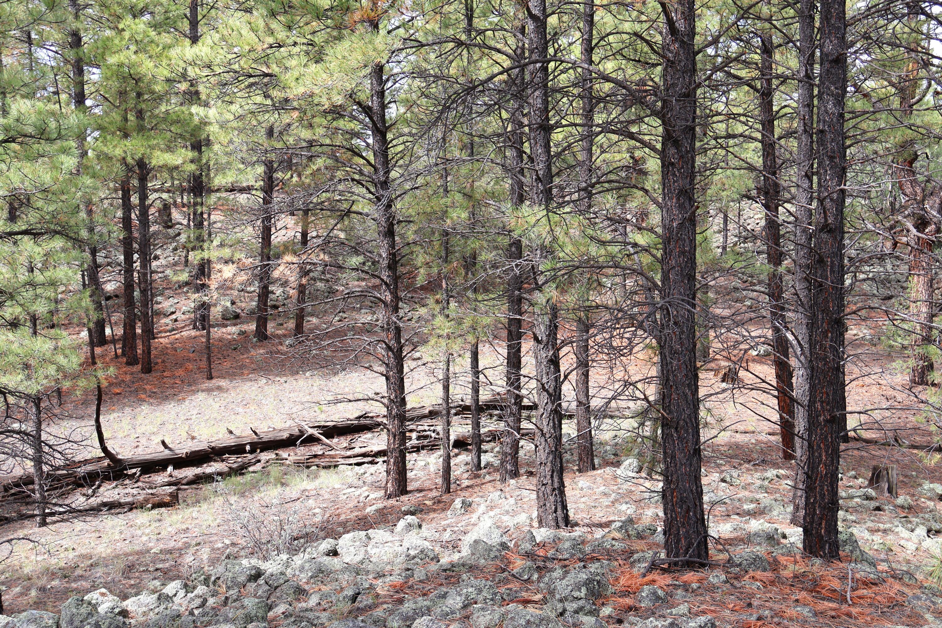 Lot 44 Rhyolite Road Lot 44