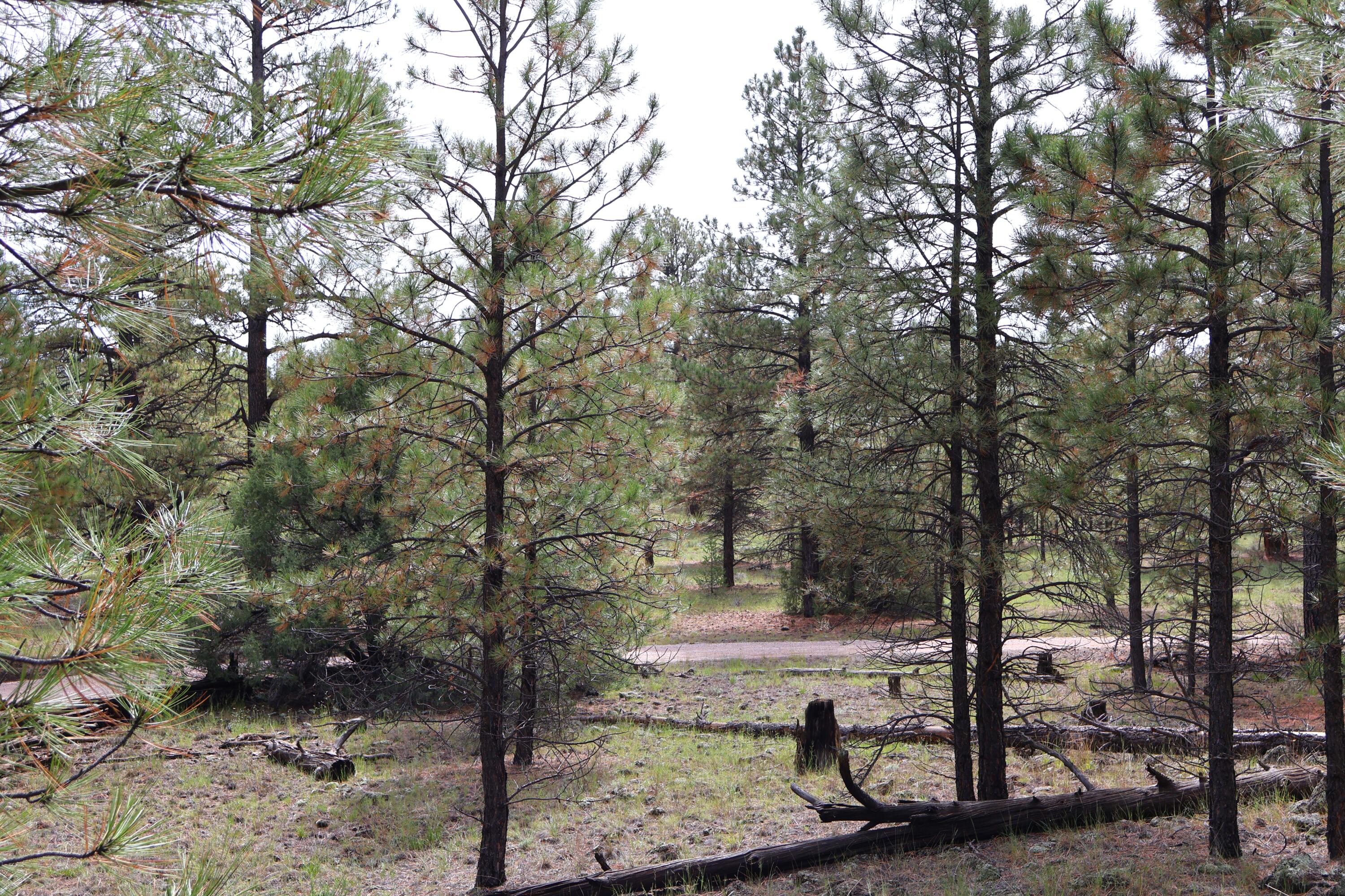 Lot 44 Rhyolite Road Lot 44