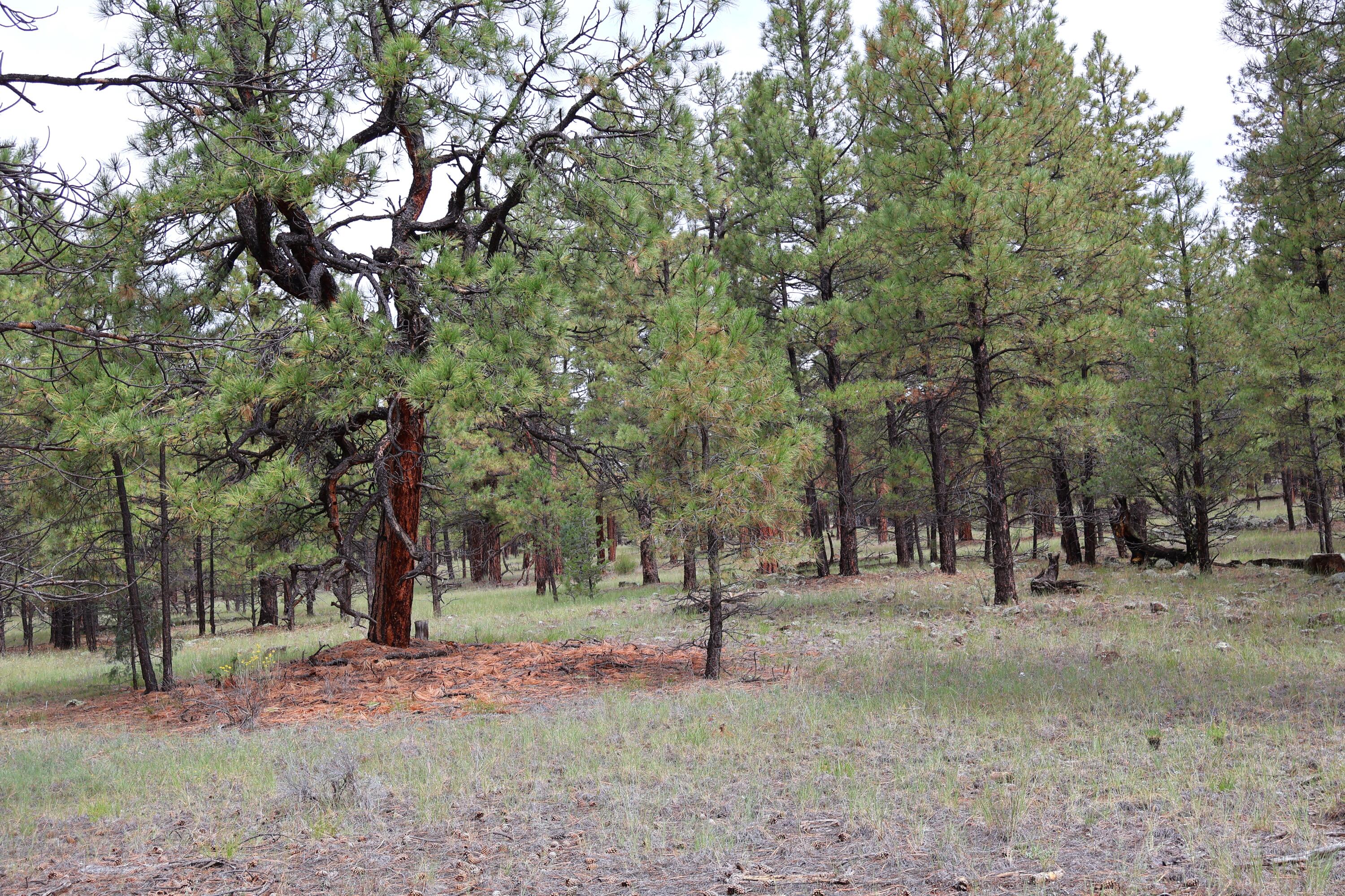 Lot 44 Rhyolite Road Lot 44