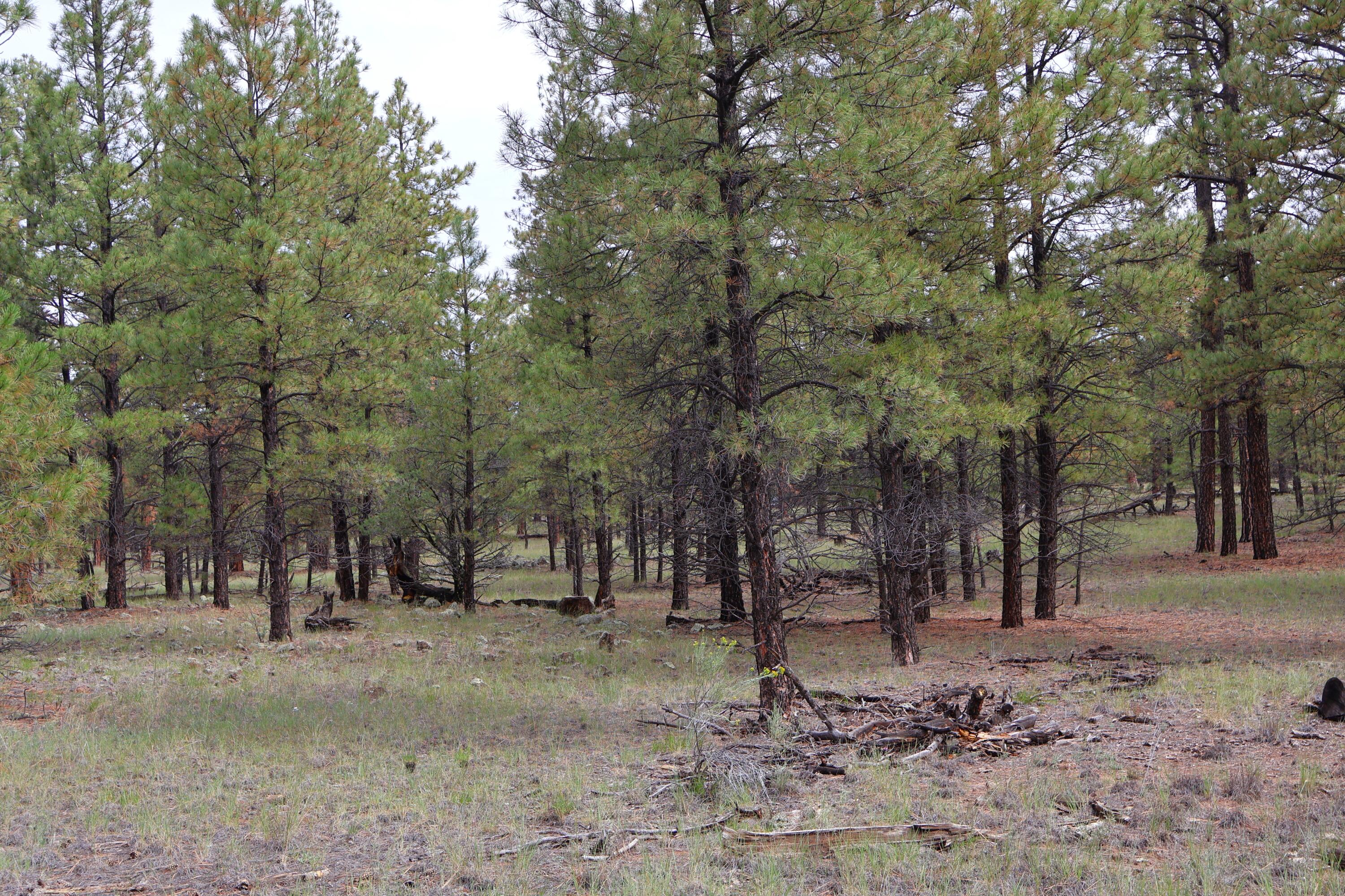 Lot 44 Rhyolite Road Lot 44