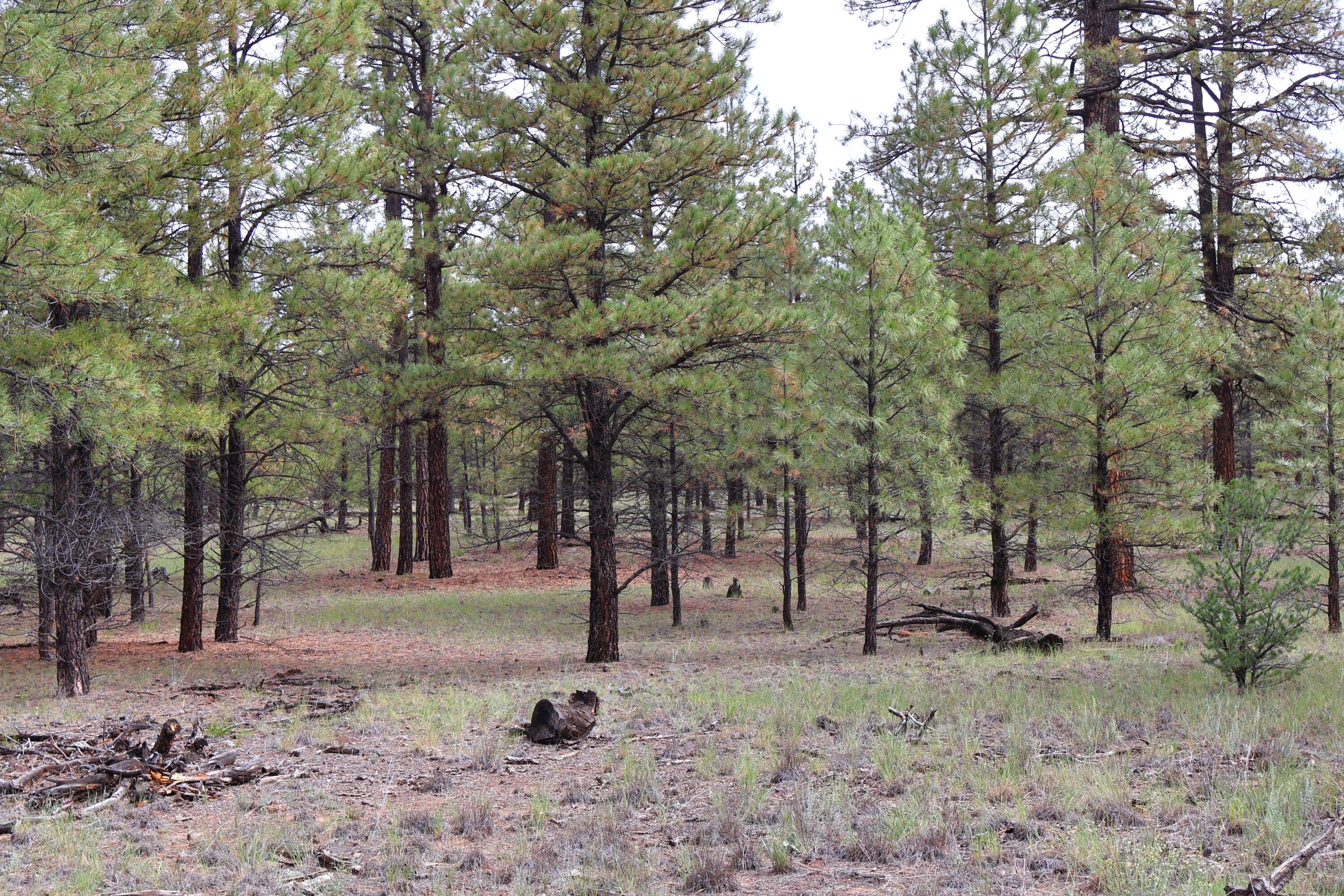 Lot 44 Rhyolite Road Lot 44