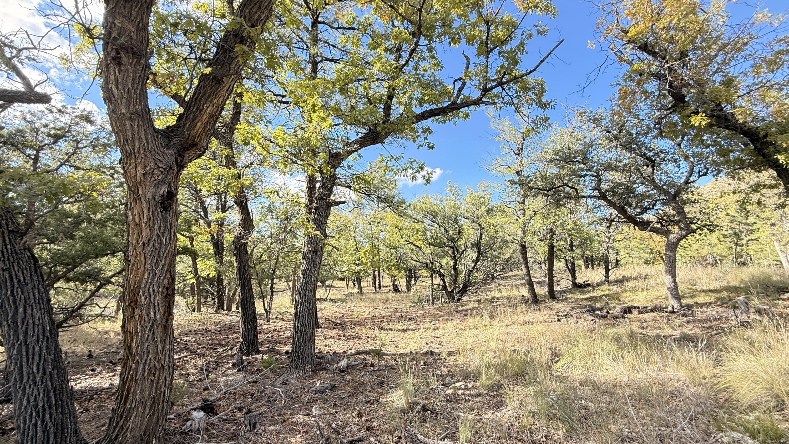 16 Canyon Oaks Pass