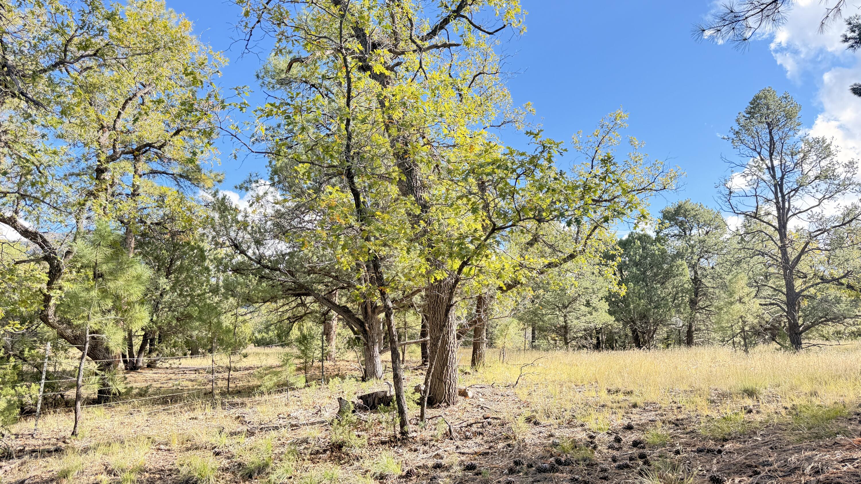 16 Canyon Oaks Pass