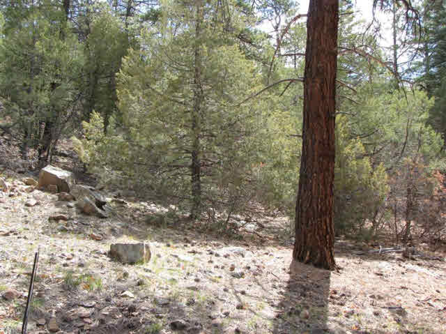 U-7 TR 95, Ponderosa